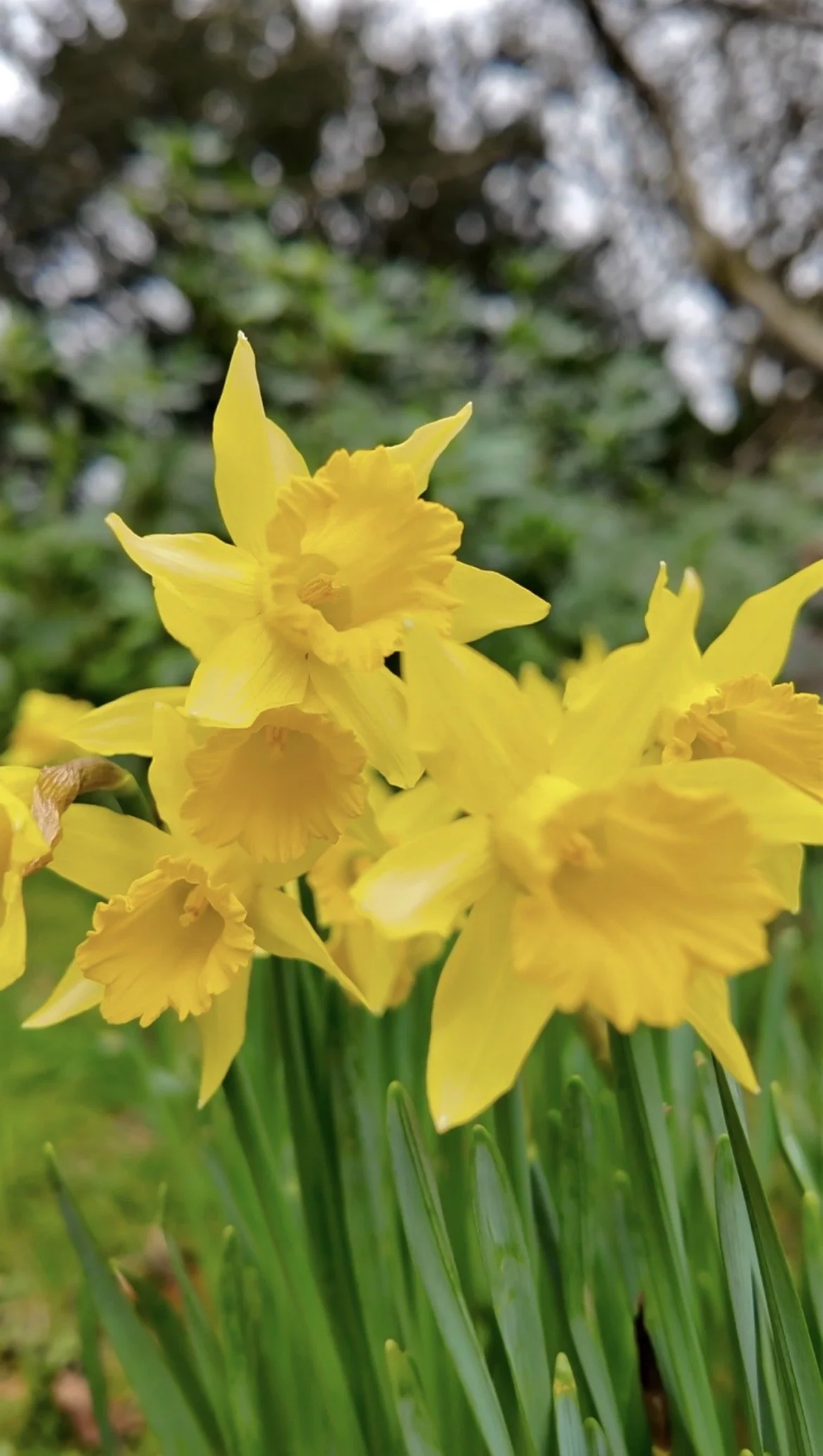 17. Midway - A Lump or Not A Lump Part II