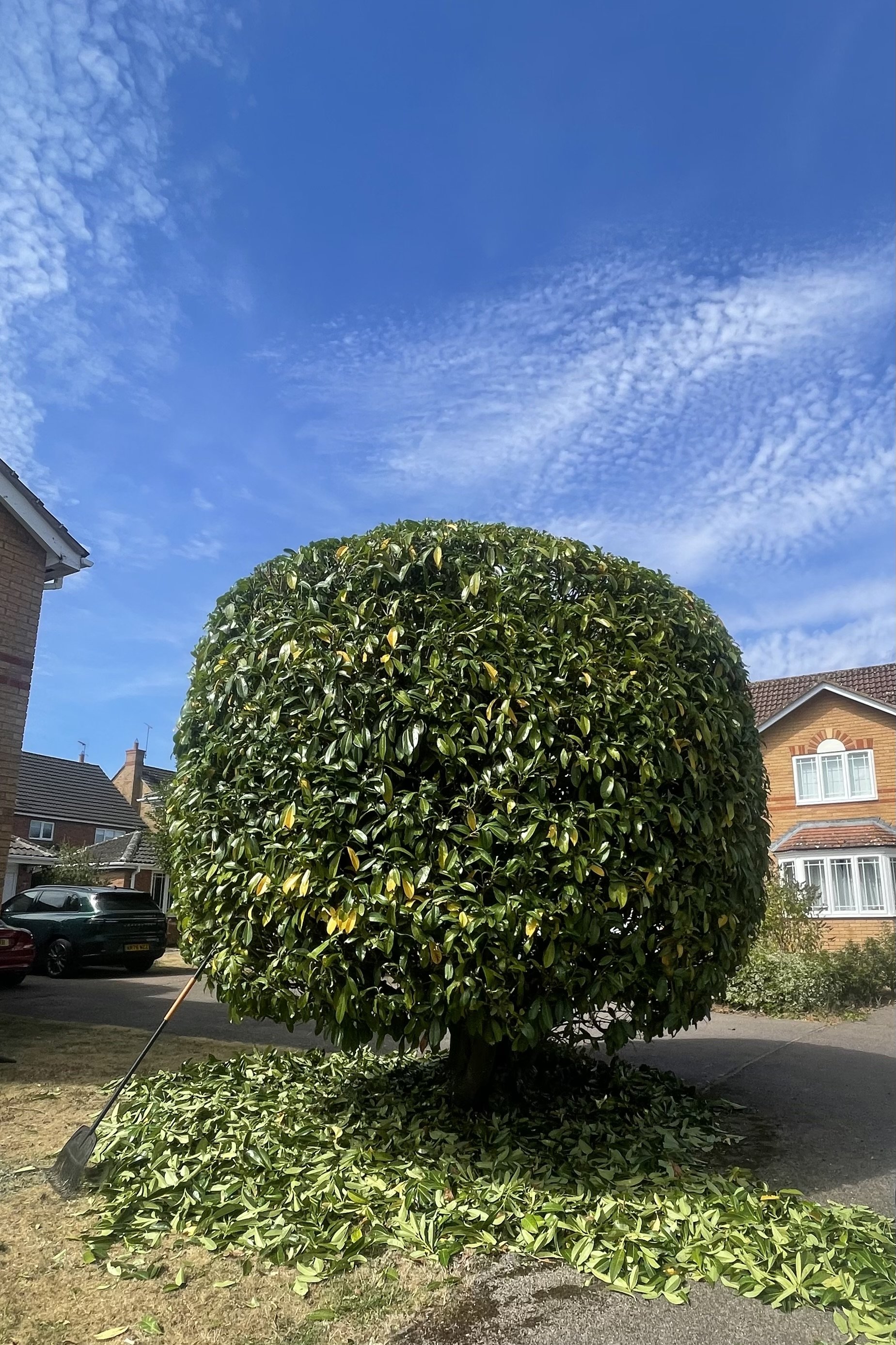 Marlow Buckinghamshire tree and hedge trimming