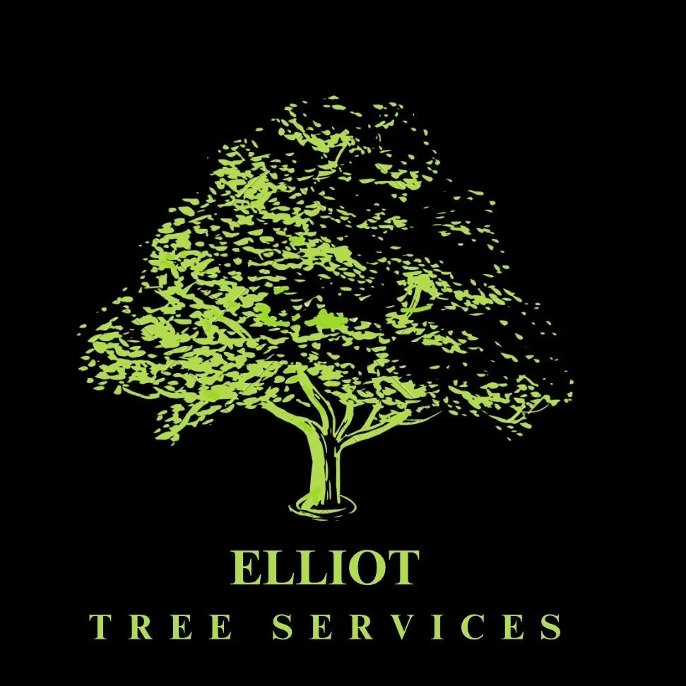 Tree Surgeon Marlow | High Wycombe | Tree Felling | Tree Pruning | Pollarding | Hedge Trimming 