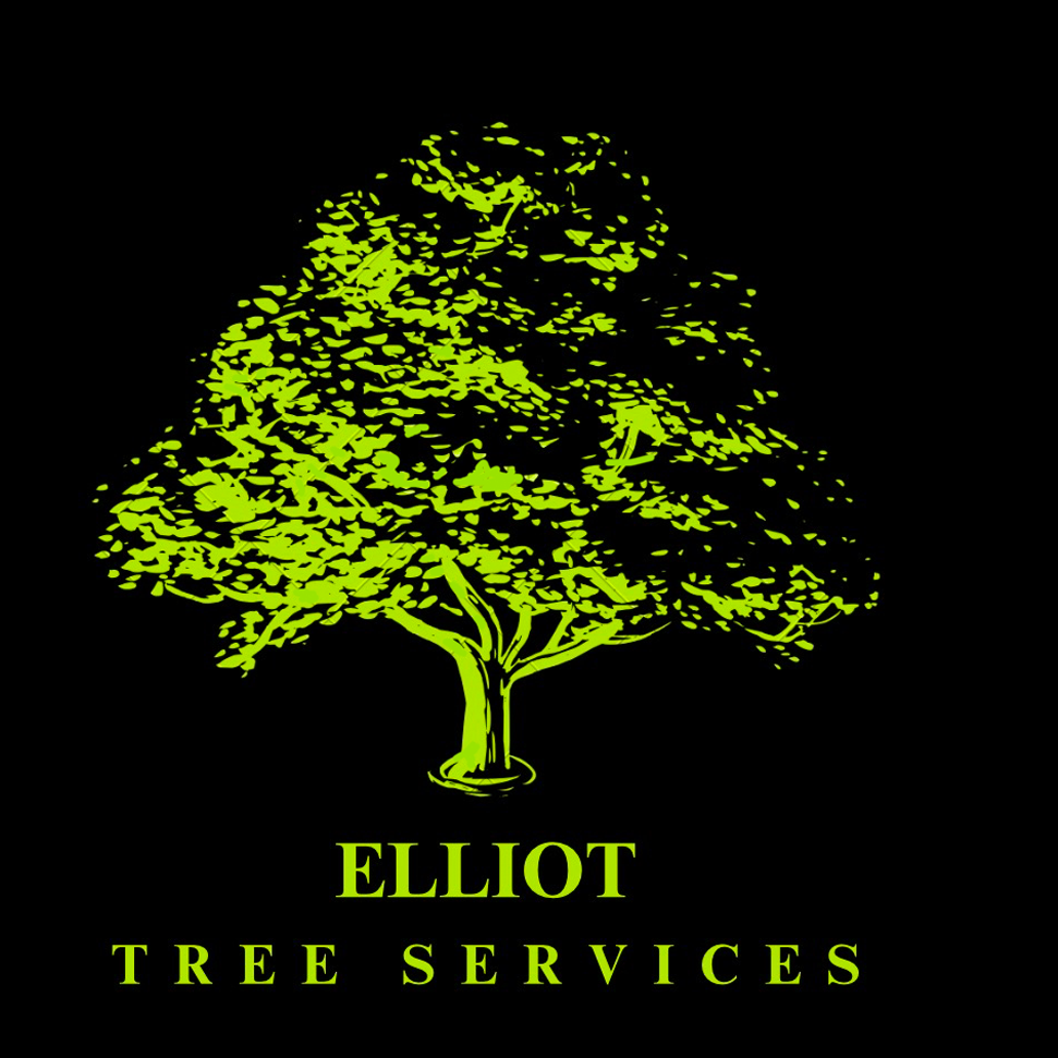 Tree Surgeon Marlow | High Wycombe | Tree Felling | Tree Pruning | Pollarding | Hedge Trimming 