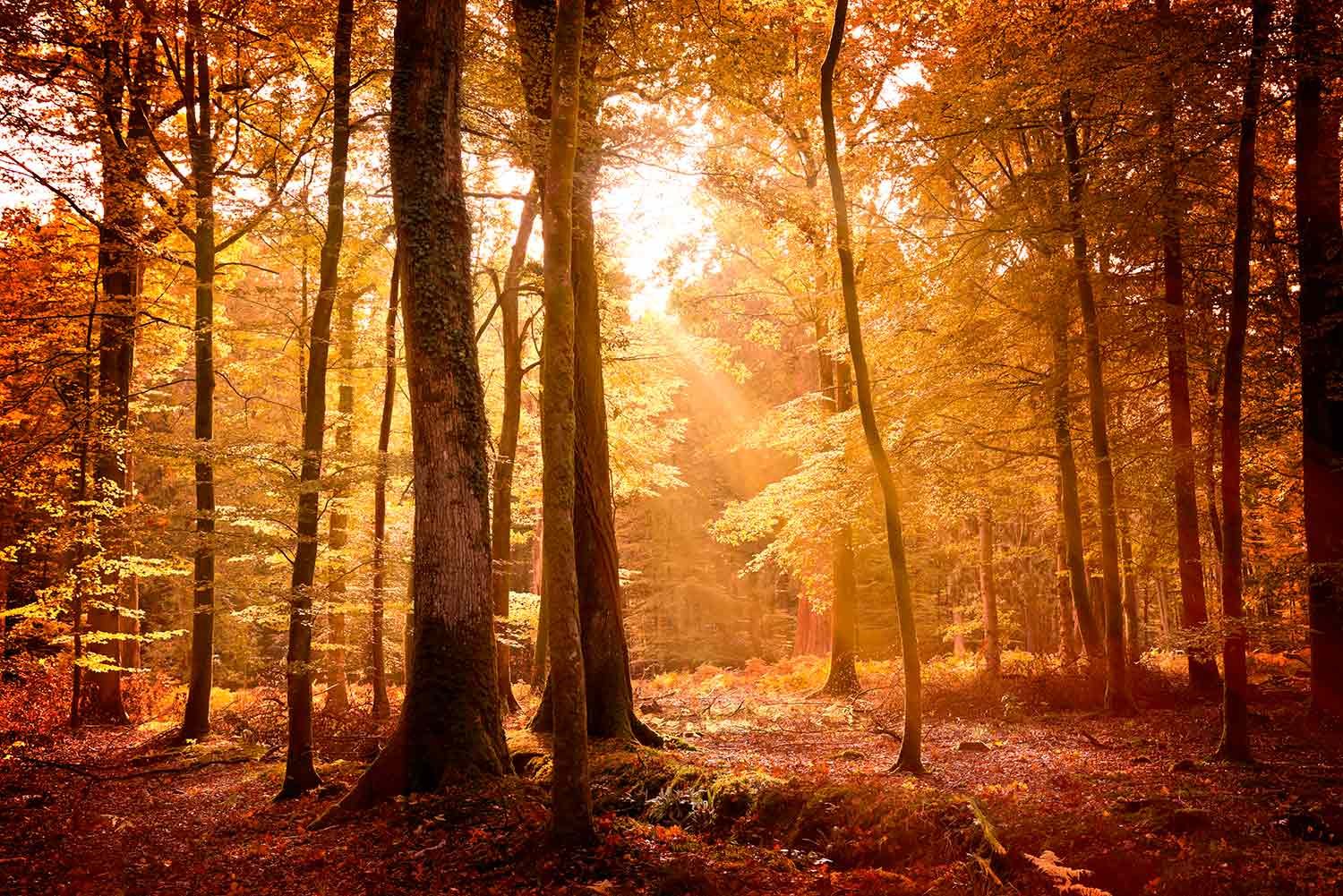 Sunlight shines through a dense forest of tall trees with yellow and orange leaves, indicating autumn.