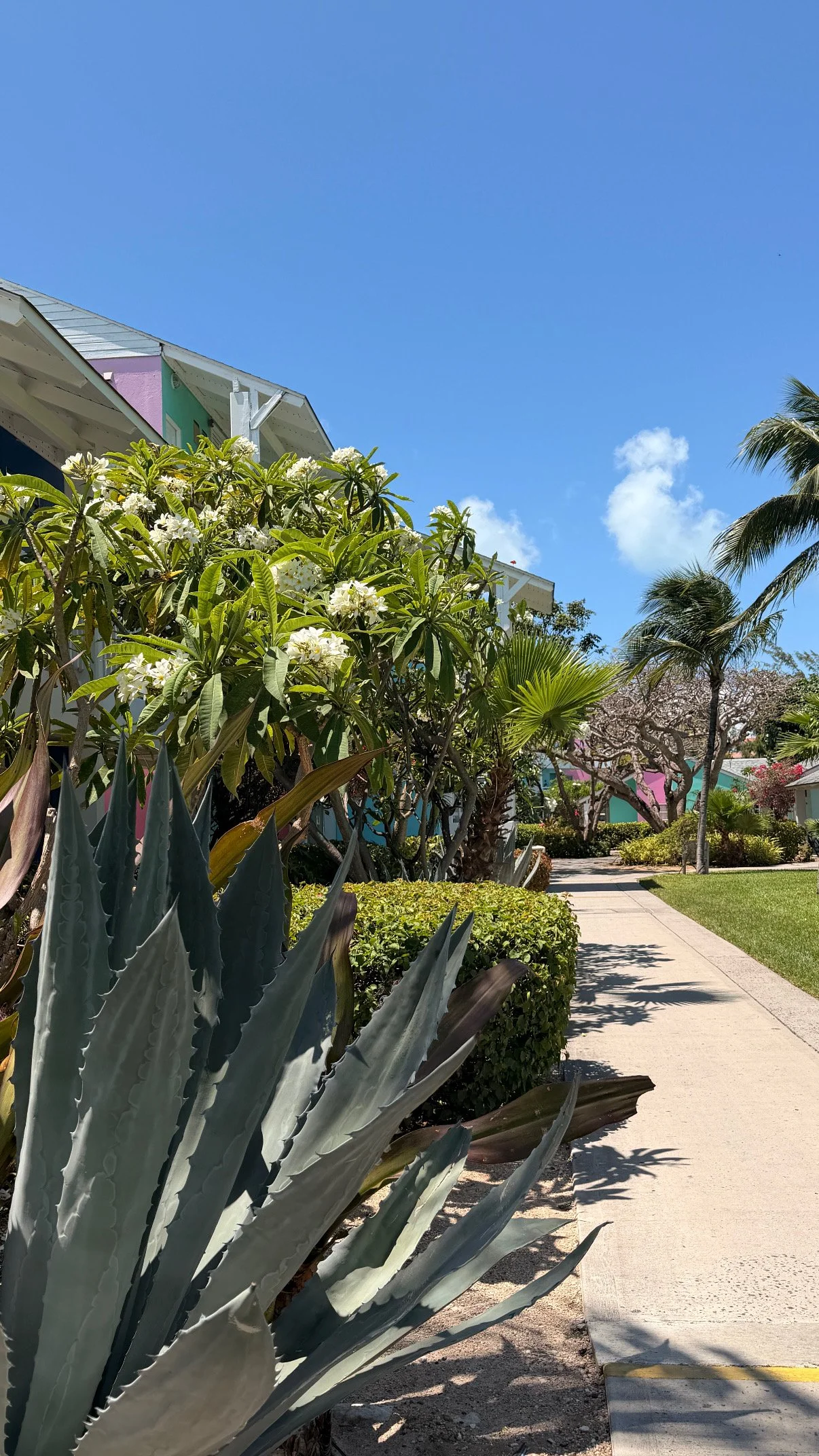 A sunny street scene with a sidewalk, lush green plants and trees, colorful houses in the background, and a bright blue sky with a few scattered clouds.