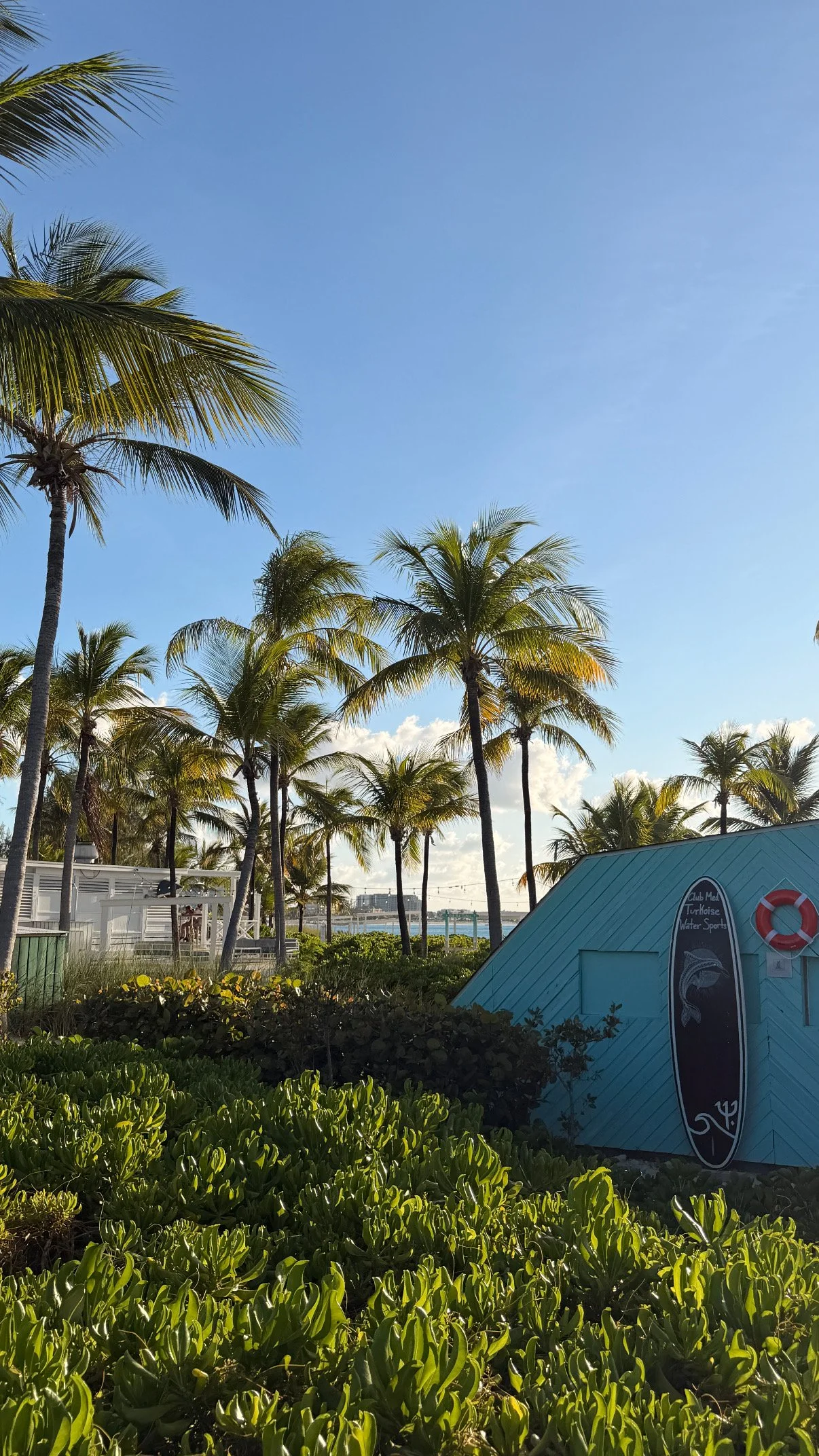 A sunny scene with tall palm trees, lush green bushes in the foreground, a water sports facility building on the right, and a view of the ocean in the background under a clear blue sky with few clouds.
