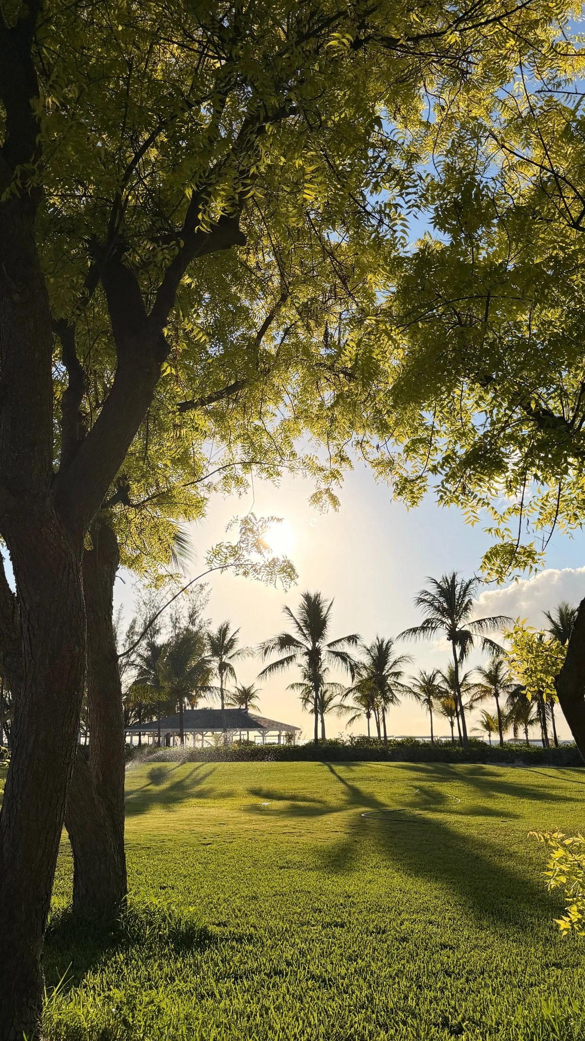 A park with green grass, tall palm trees, a large leafy tree, and a gazebo in the background under a sunny sky.