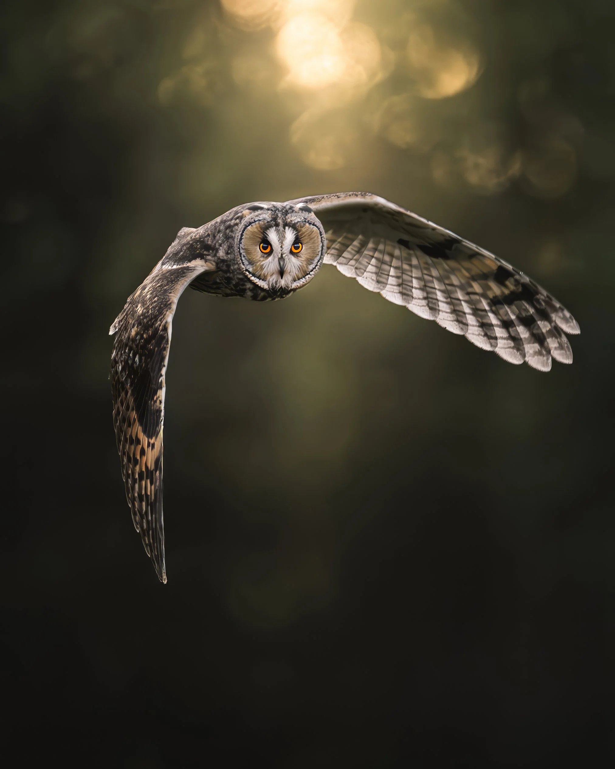 Netti- DSC04428-topaz-denoise-focus-denoise-upscale-2x.jpg