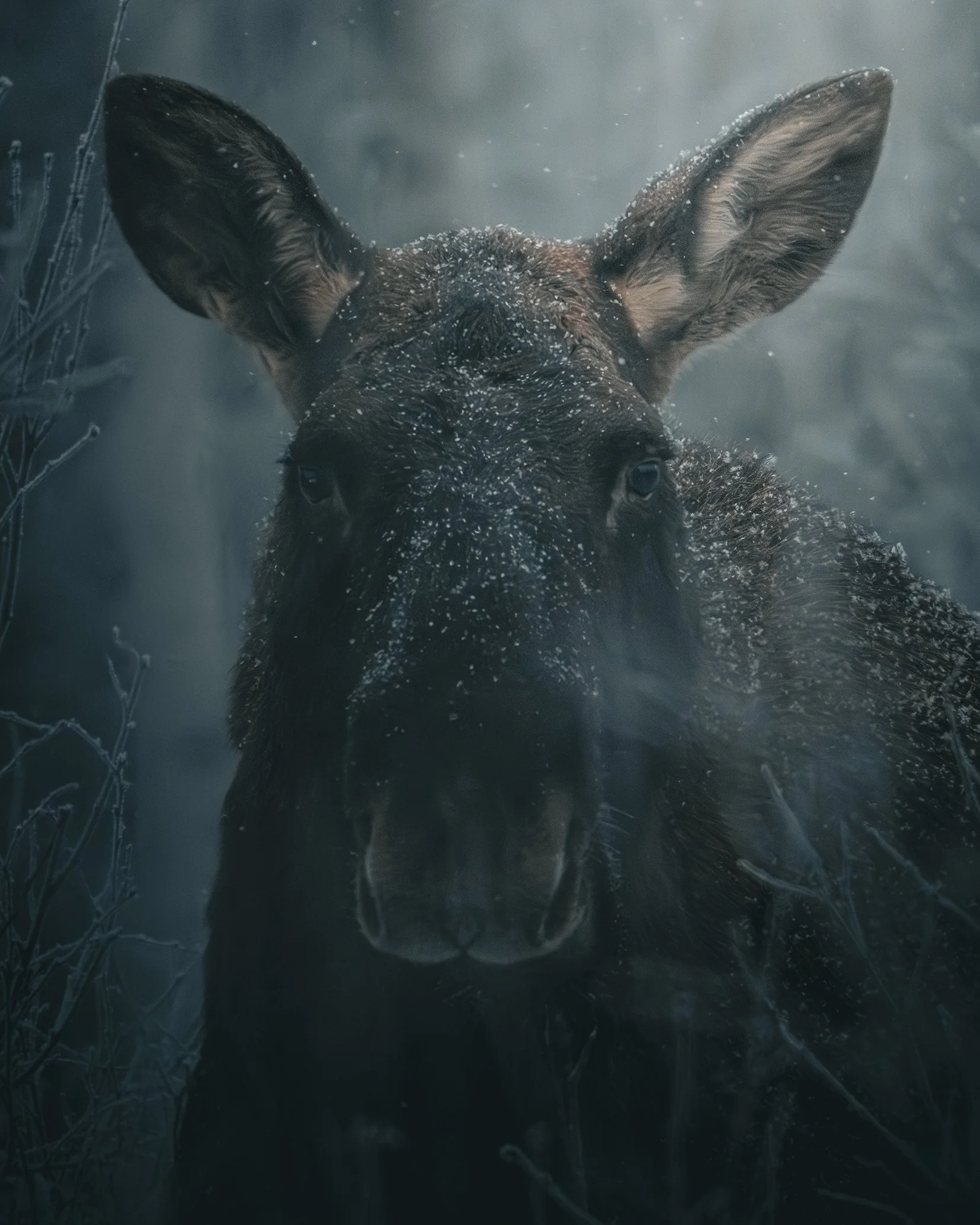 Netti- DSC05786-2.jpg