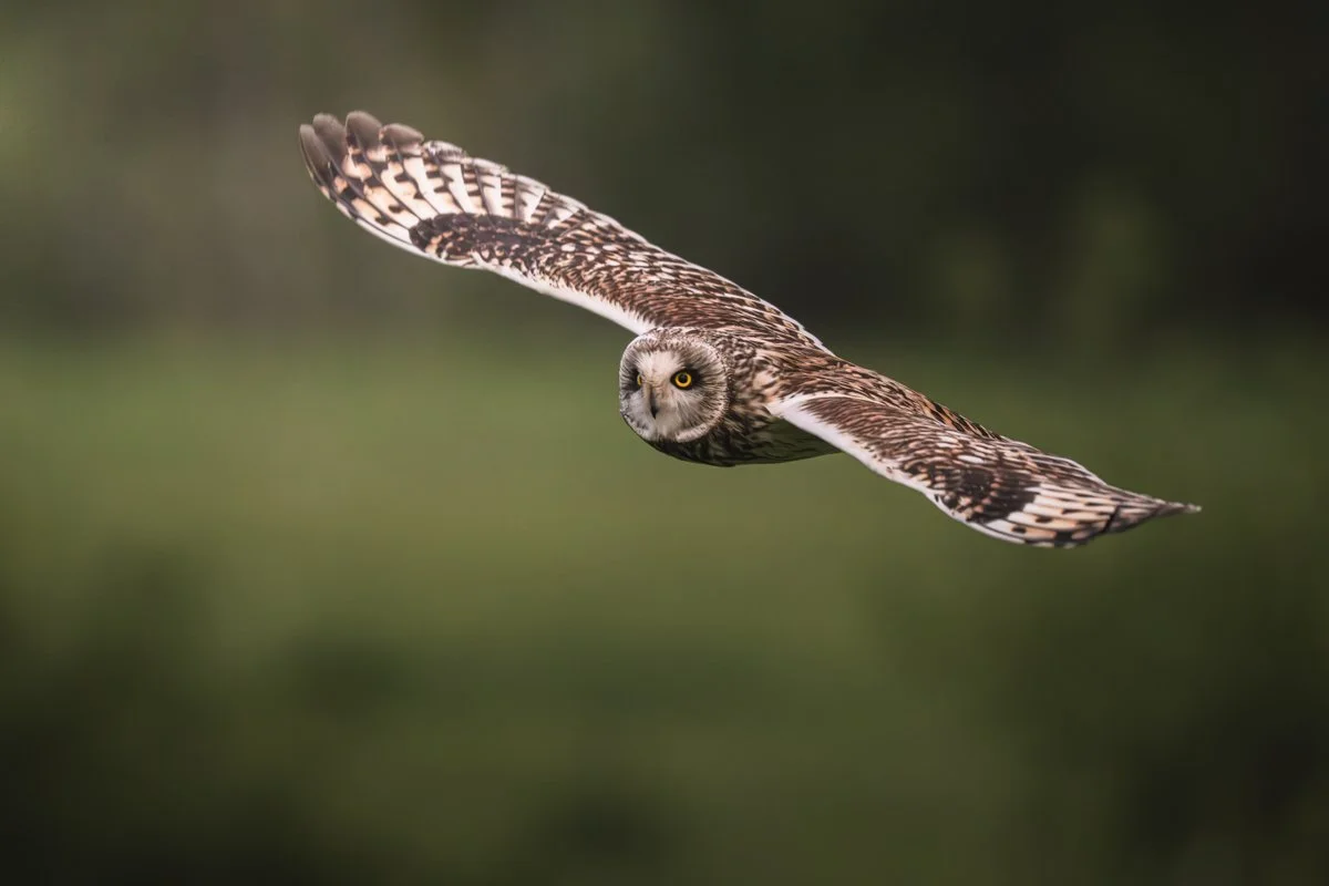 Valokuva suopöllöstä pellolla