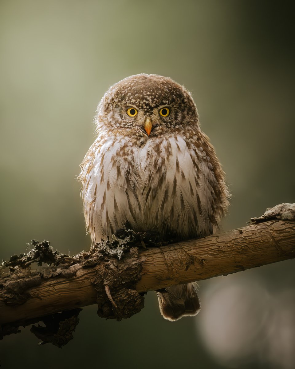 Valokuva varpuspöllöstä