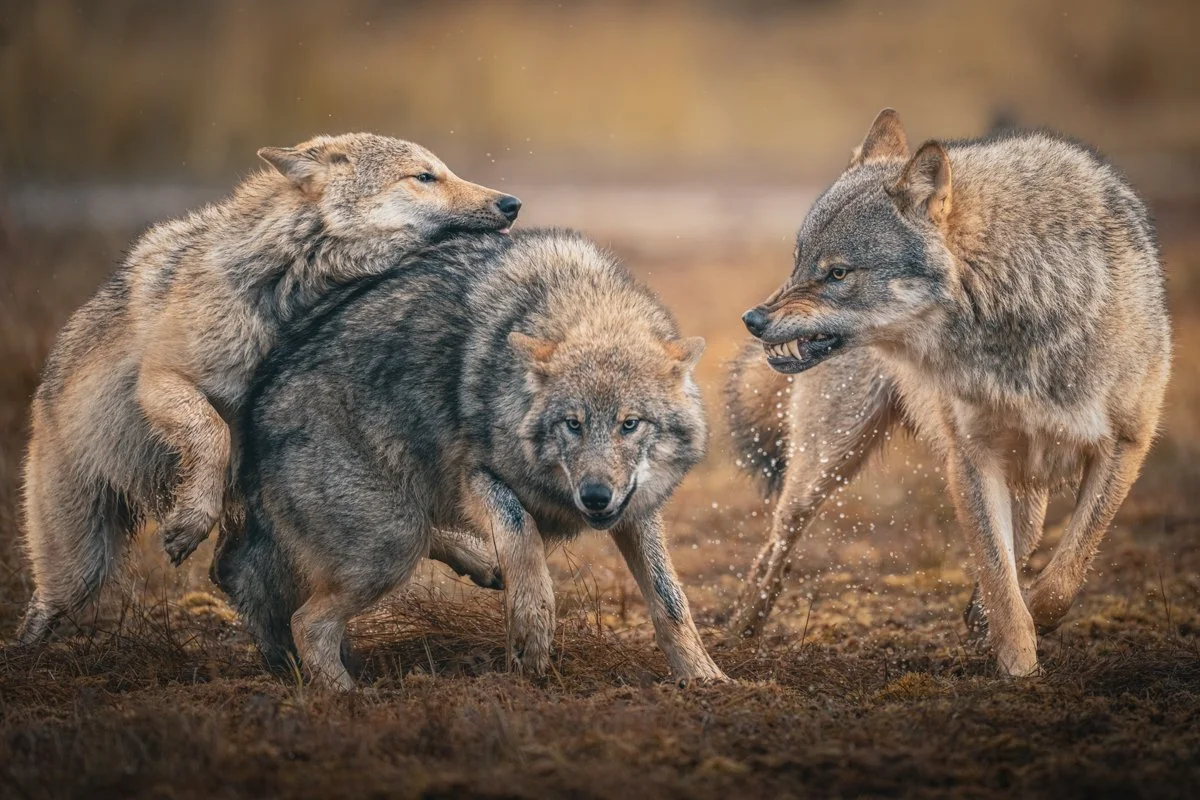 Valokuva susiperheestä