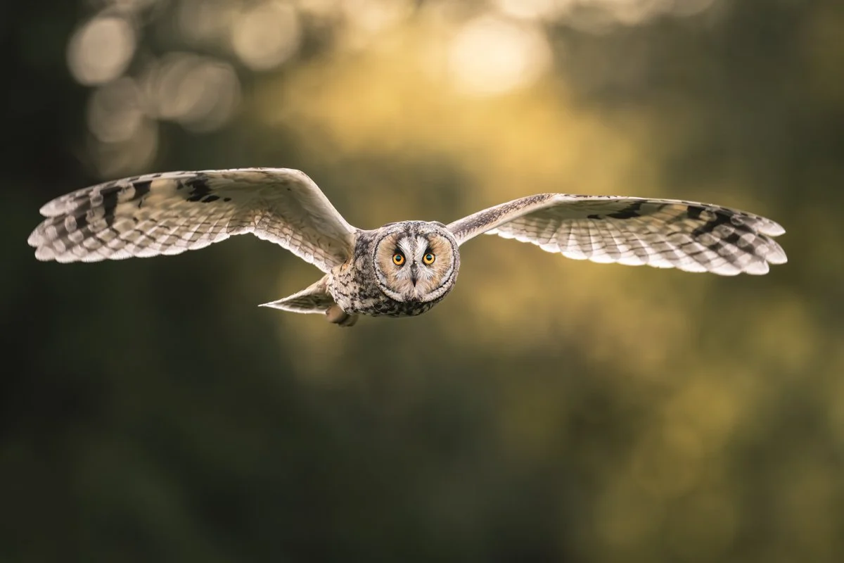 Valokuva sarvipöllöstä vastavalossa.