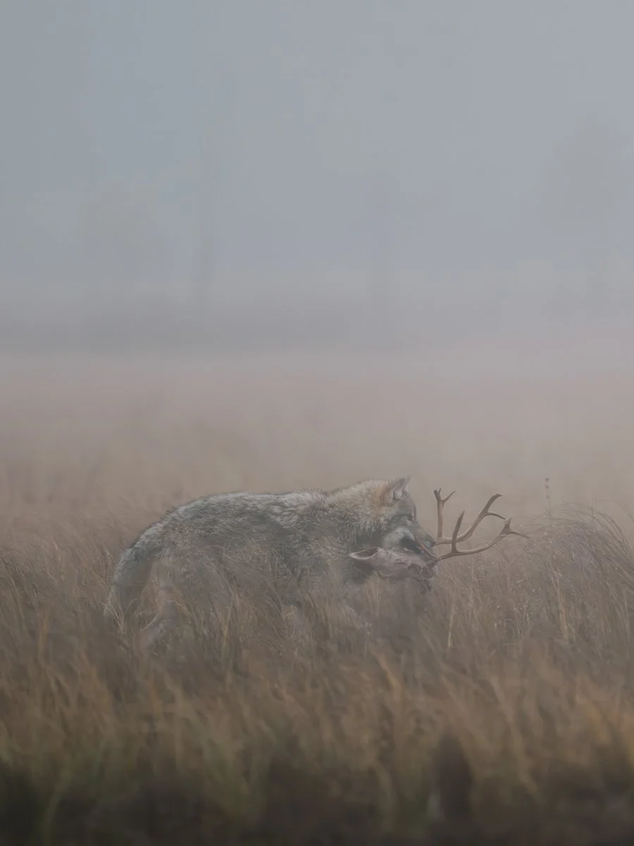 Valokuva sudesta sumun keskellä.