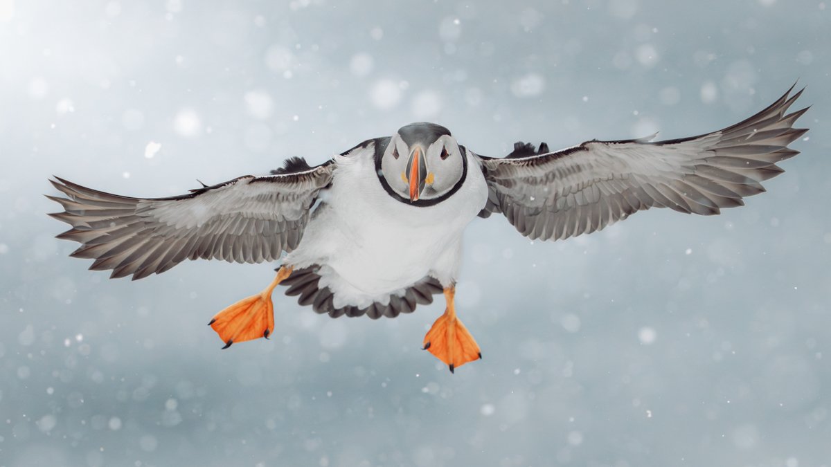 Lunni lentää lumisateessa