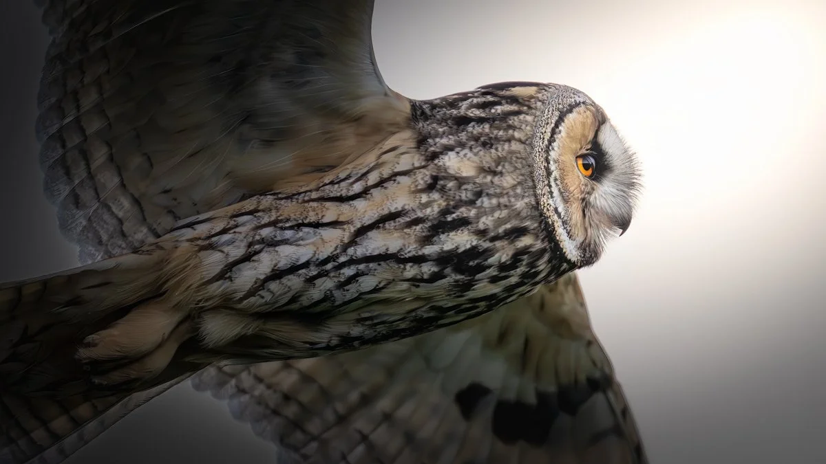 Valokuva sarvipöllöstä.