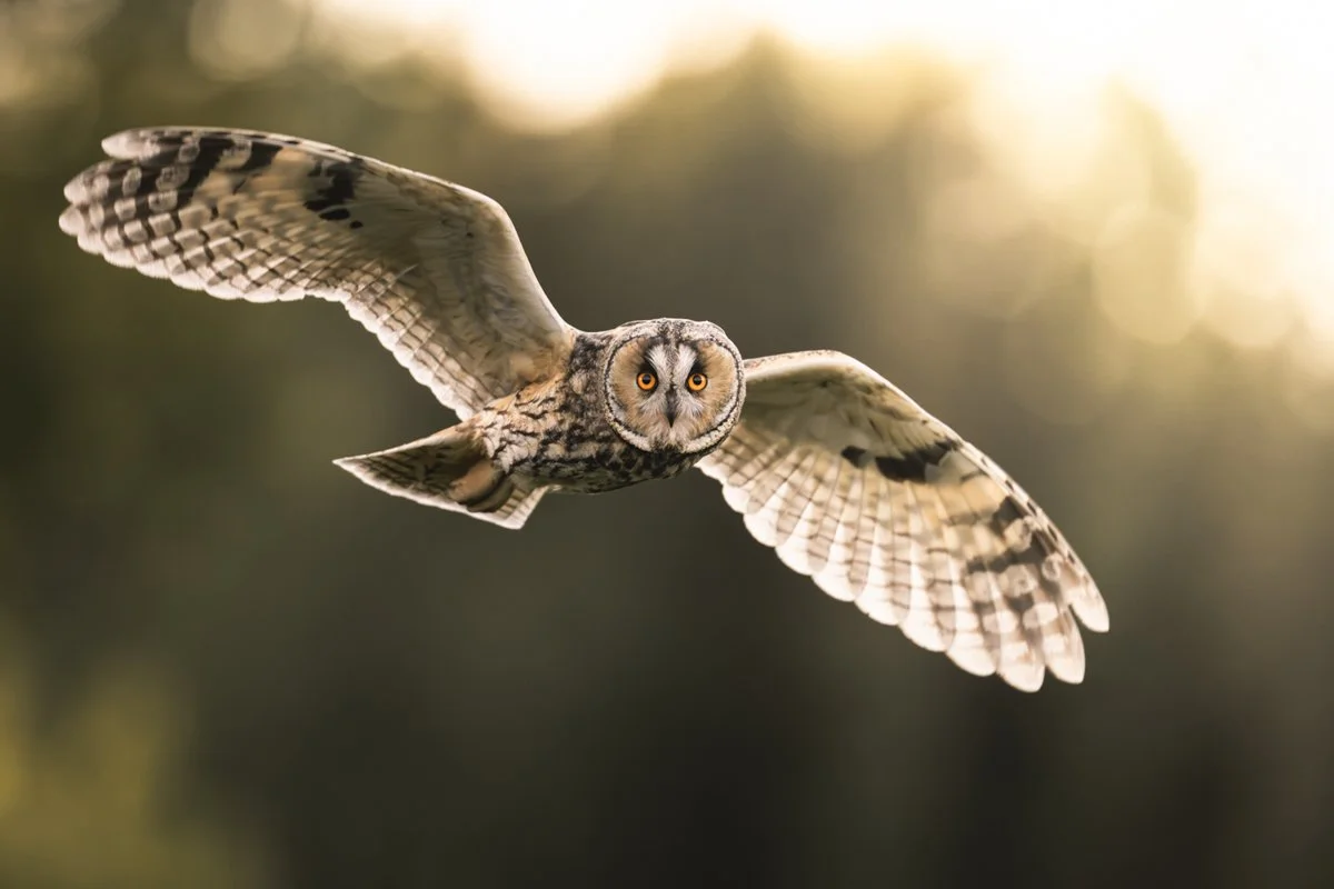 Valokuva sarvipöllöstä vastavalossa.