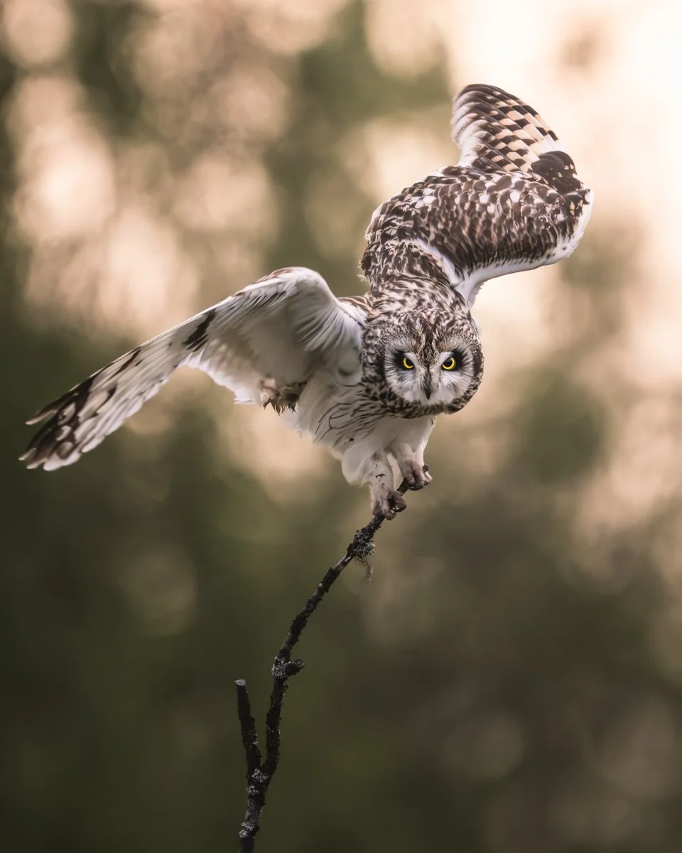 Valokuva suopöllöstä lähdössä syöksyyn.