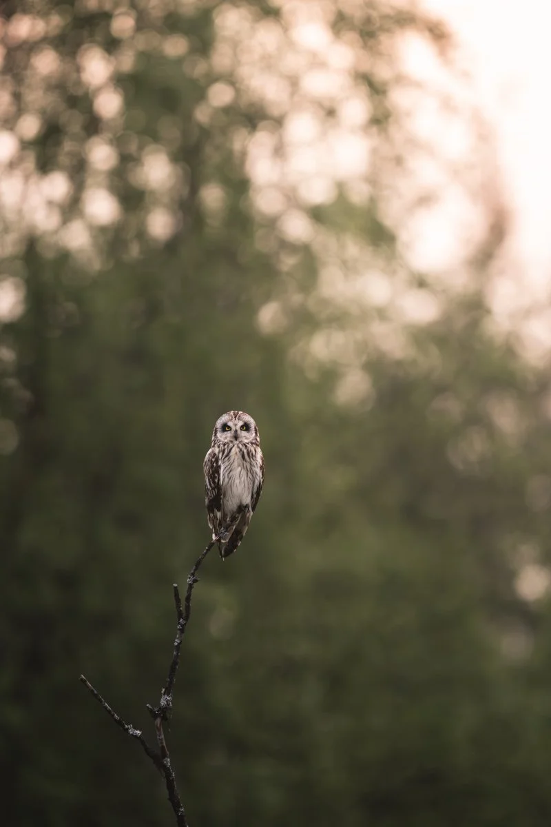 Lintukuvia suopöllöstä tähystämässä.