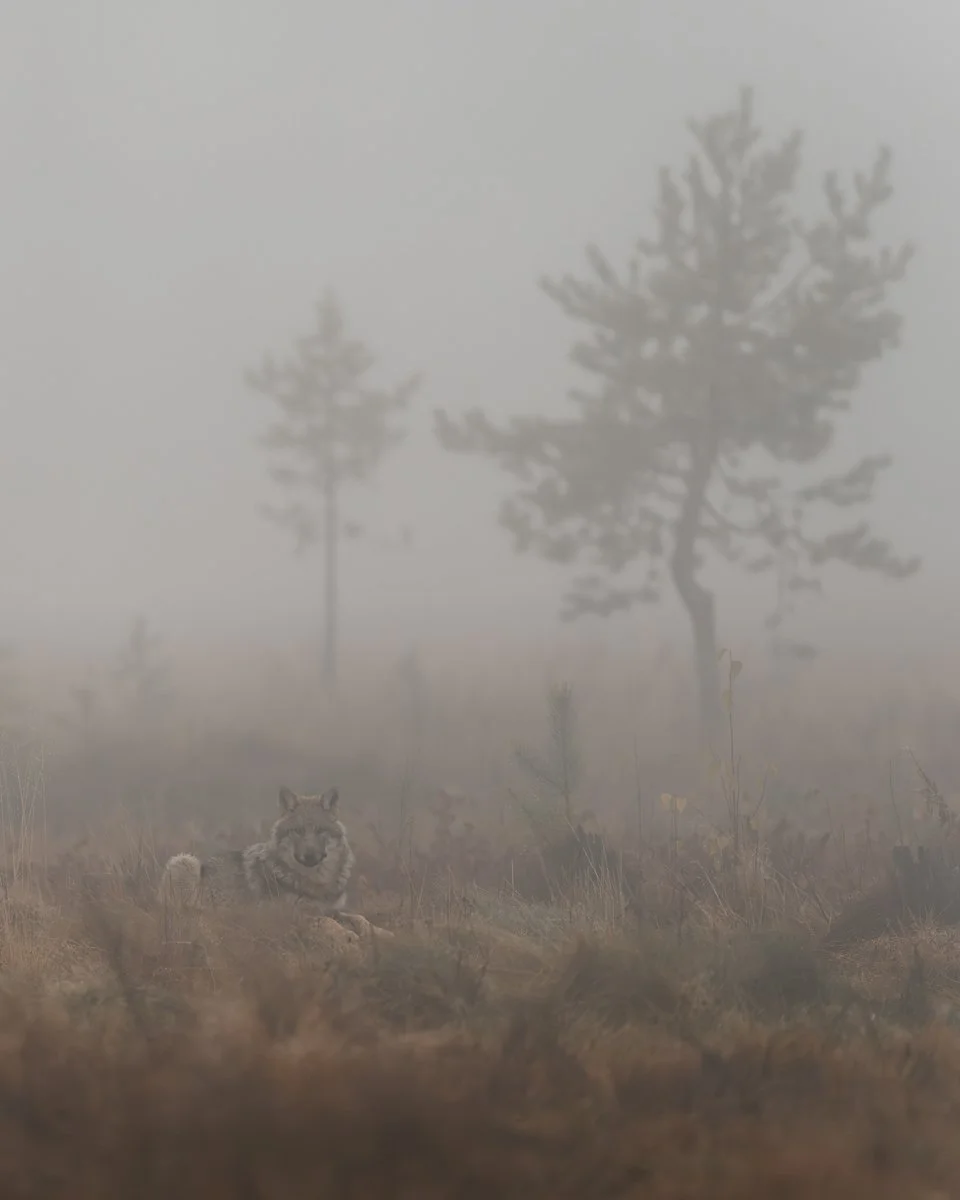 Valokuva sudesta sumuisena aamuna.