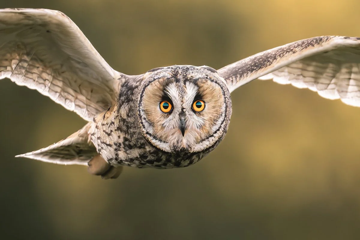 Lähikuva sarvipöllöstä.