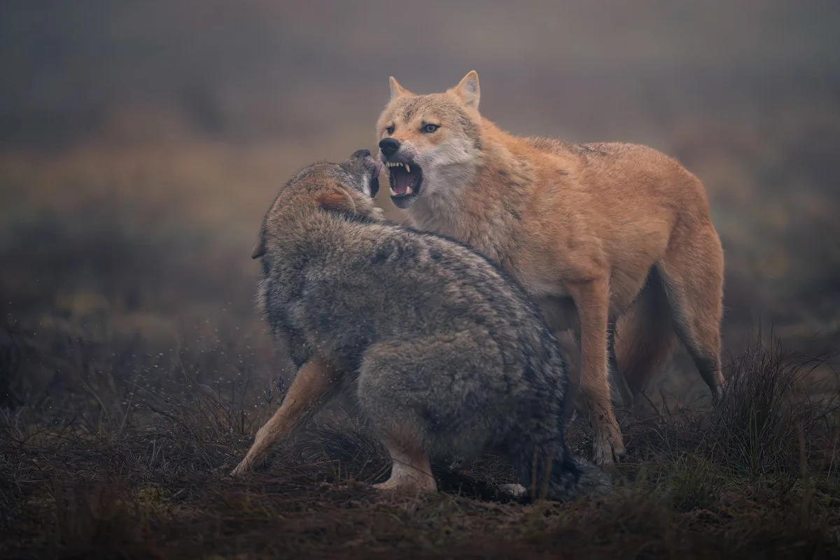 Valokuva alfanaaras sudesta.