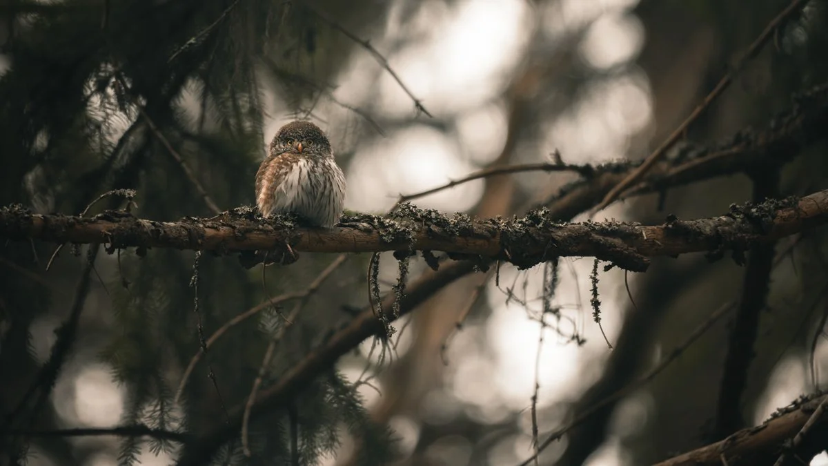 Valokuva varpuspöllöstä vanhassa metsässä