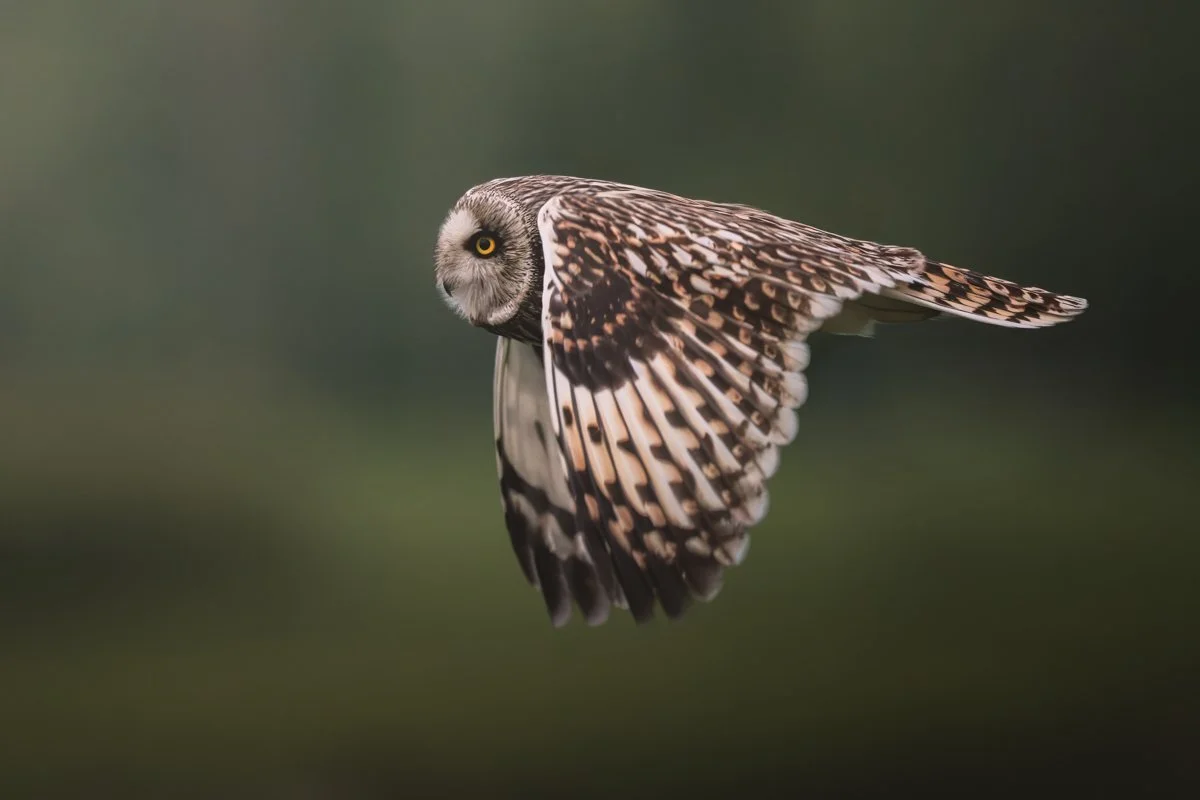 Valokuva suopöllöstä lennossa sivulta.