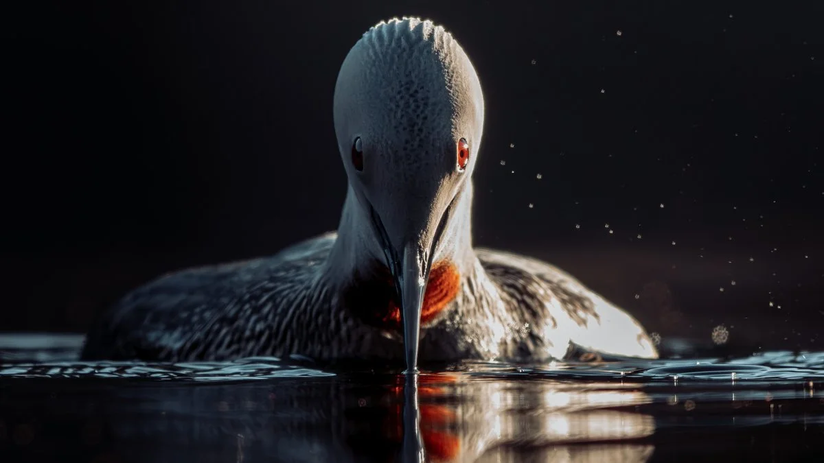 Valokuvia kaakkurista