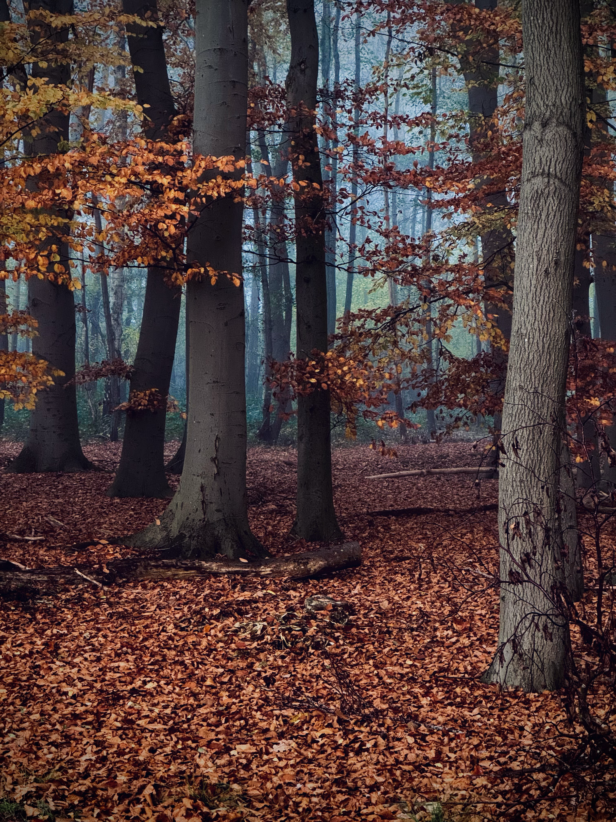 Canon EOS M6 Mark II