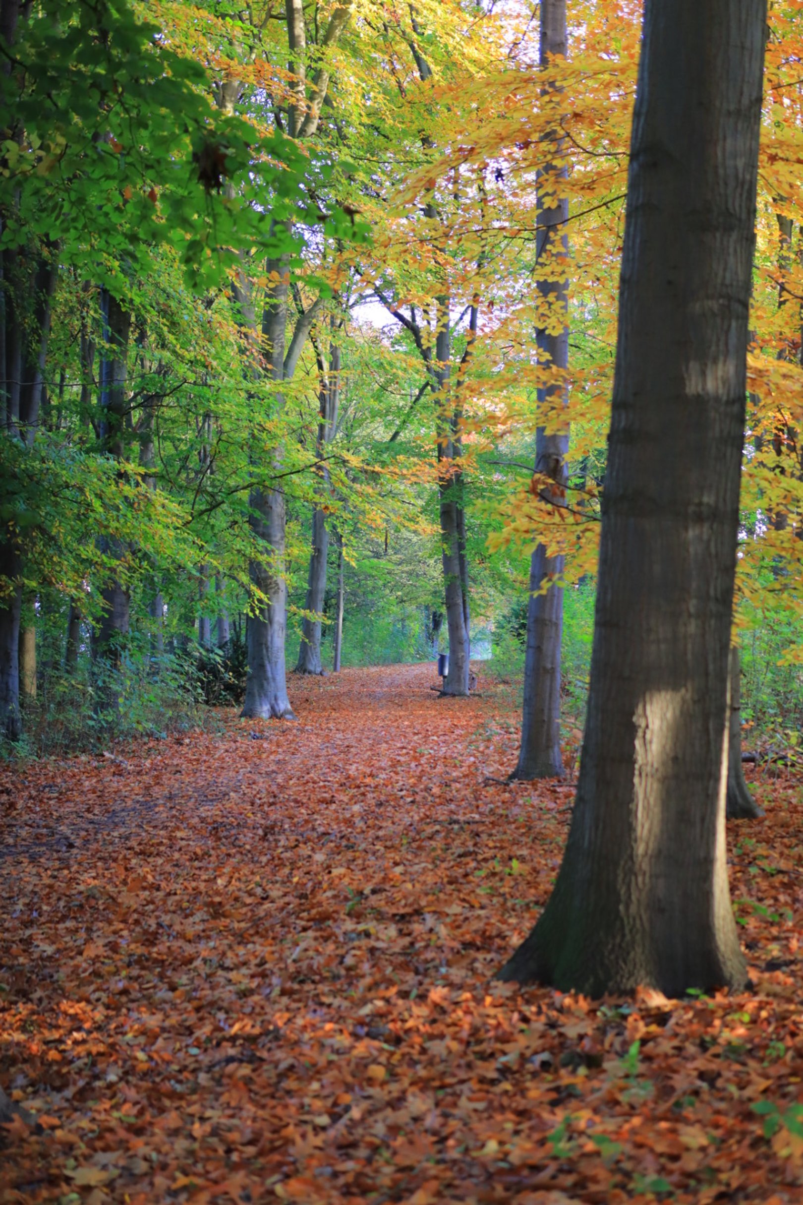 Canon EOS M6 Mark II