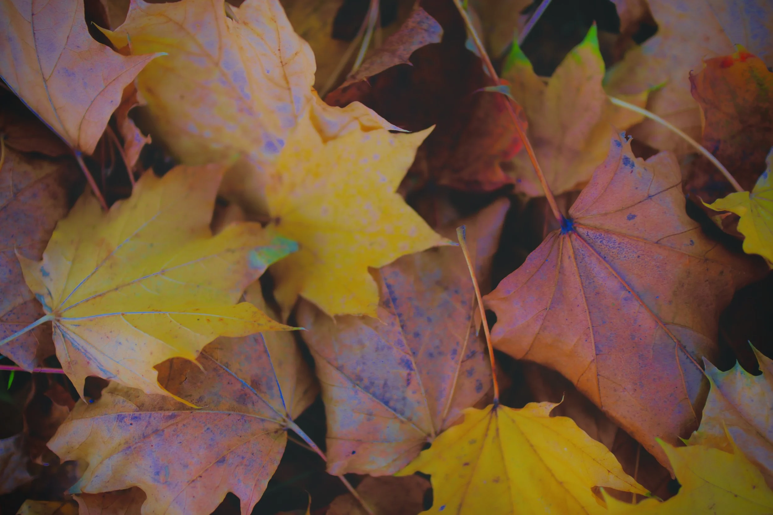 Canon EOS M6 Mark II