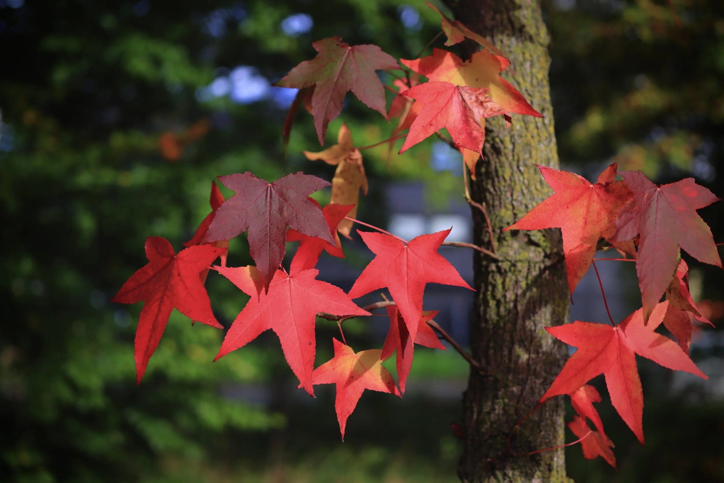 Canon EOS M6 Mark II