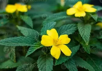 Close-up of yellow flowers and green leaves.