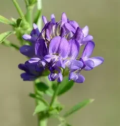 Close-up of a purple flower with green leaves in the background.