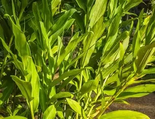 Close-up of green corn plants growing outdoors.