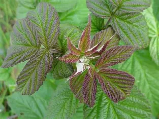 Colorful, serrated leaves with purple, green, and reddish hues.