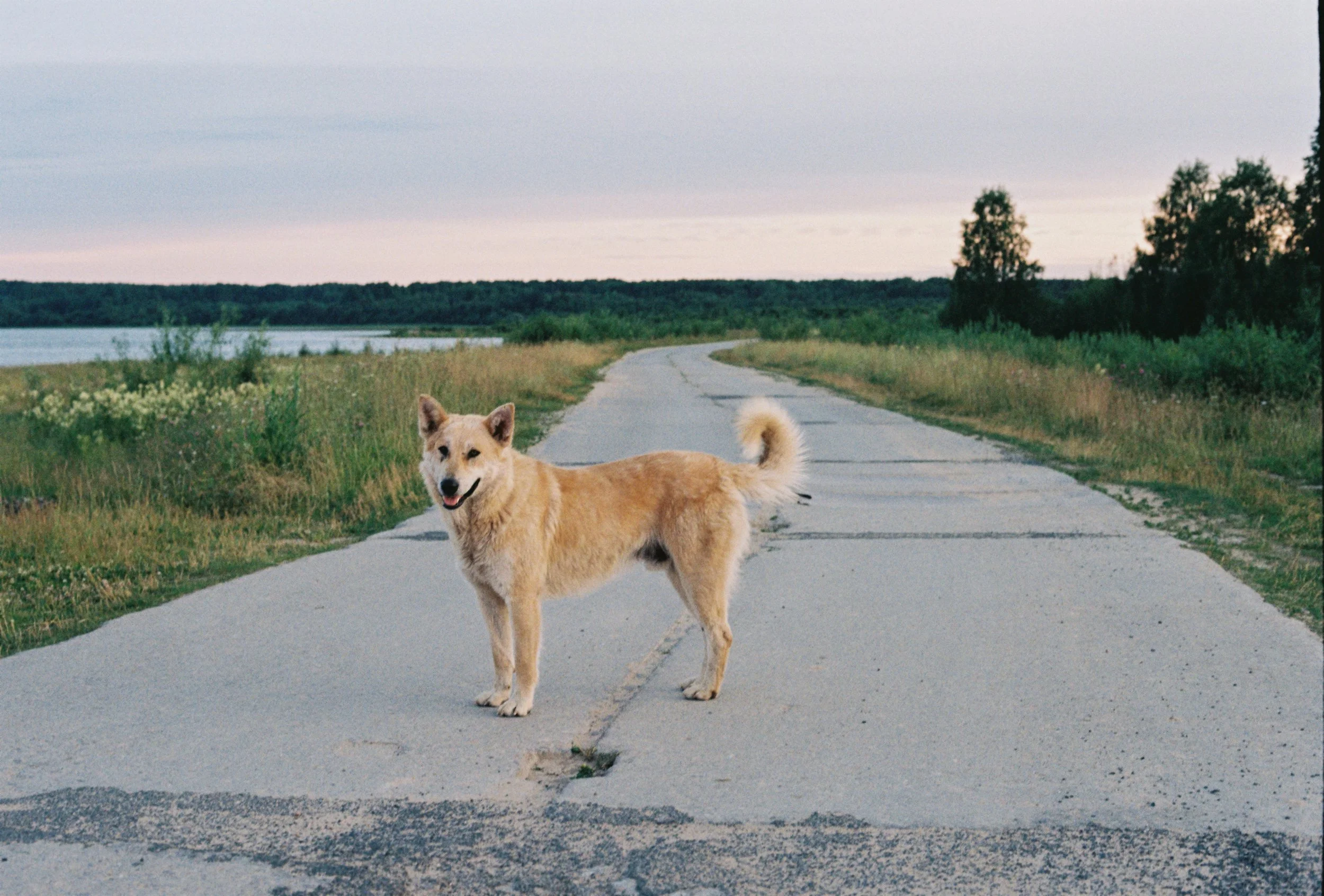 Langage canin 101 : comment éviter de traîner ton chien dans un trip qu’il déteste