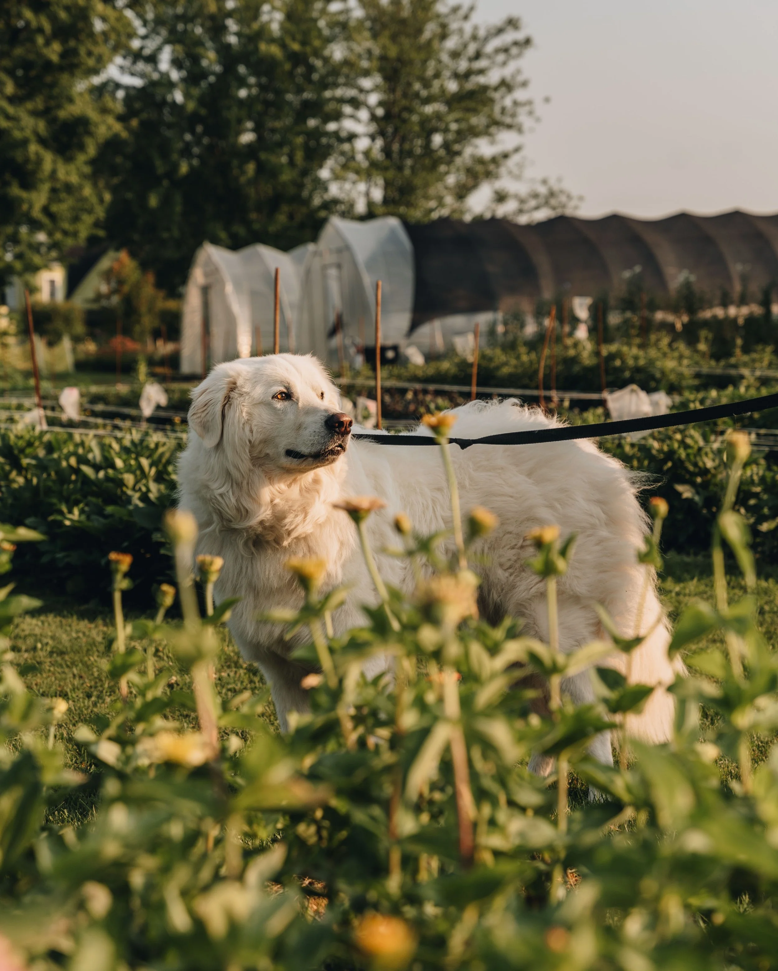 fleuraissance ferme florale chien onvasepromener (9).jpg