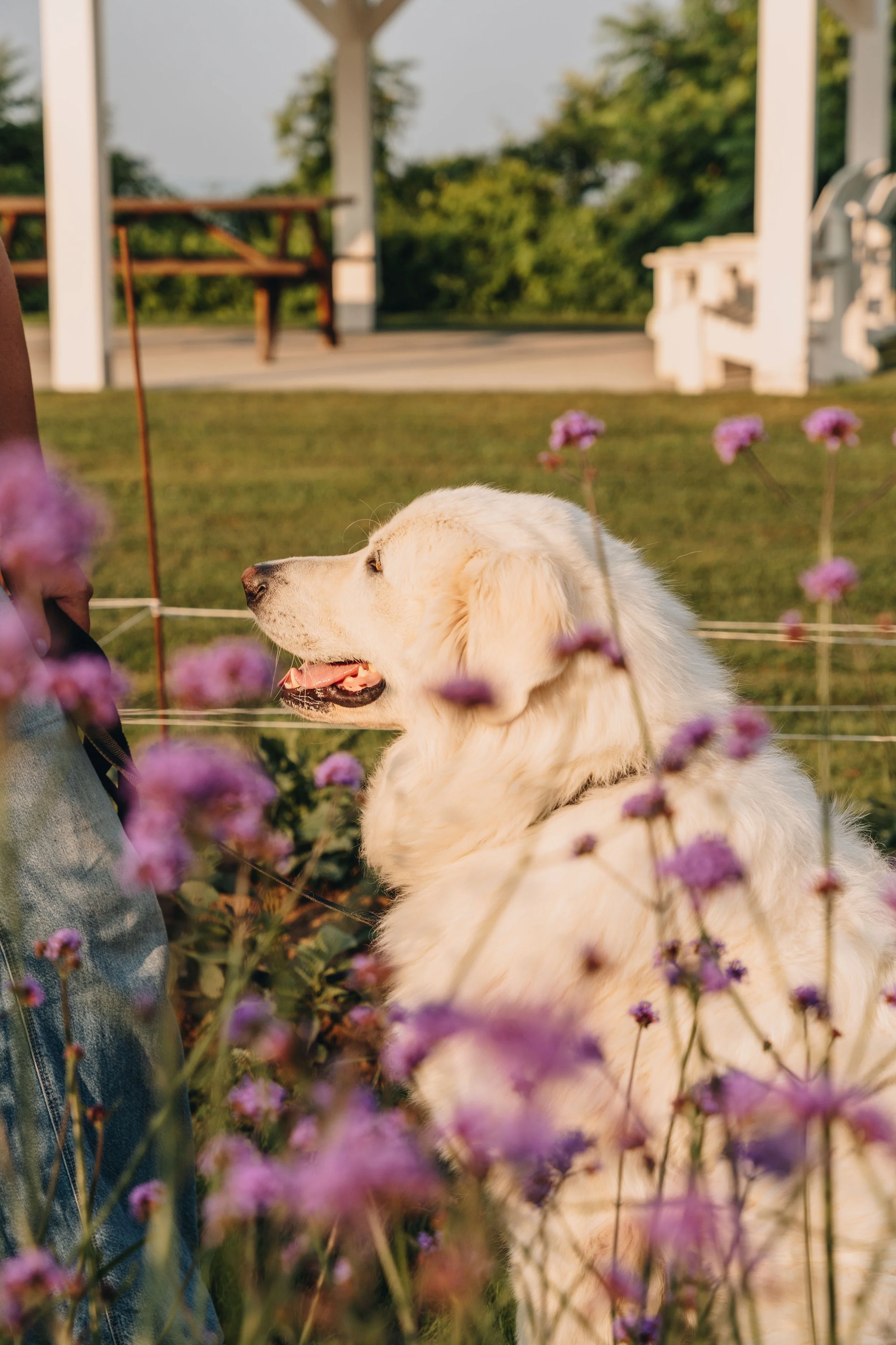 fleuraissance ferme florale chien onvasepromener (6).jpg