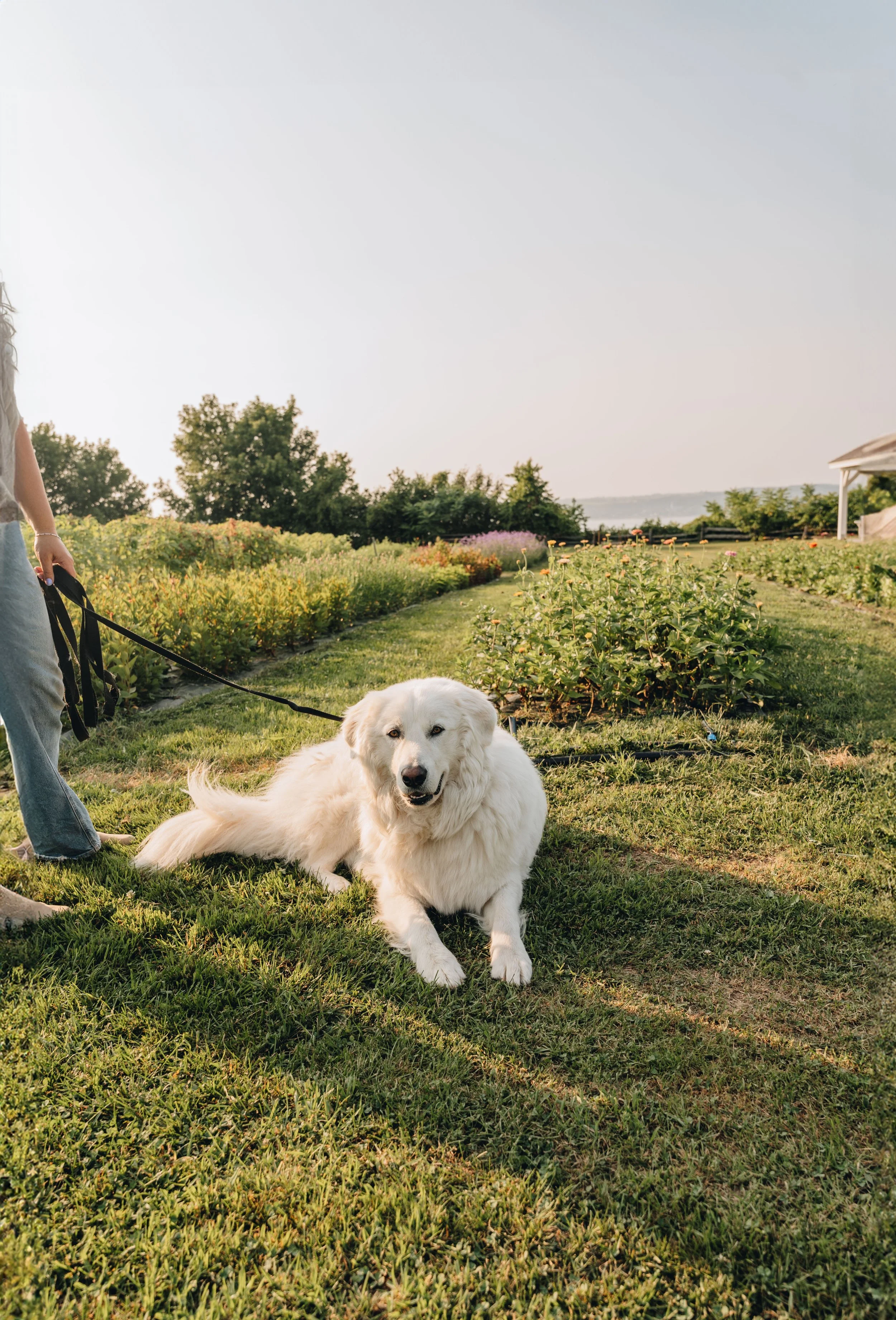 fleuraissance ferme florale chien onvasepromener (14).jpg