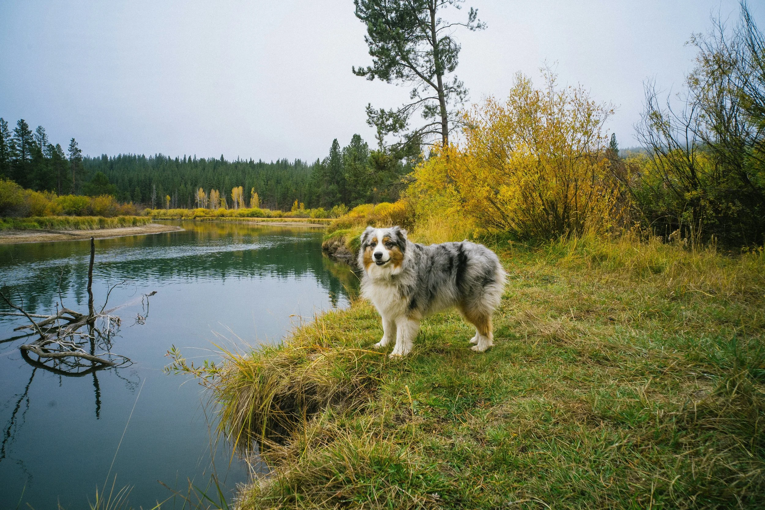Participer à un événement avec son chien pour la première fois