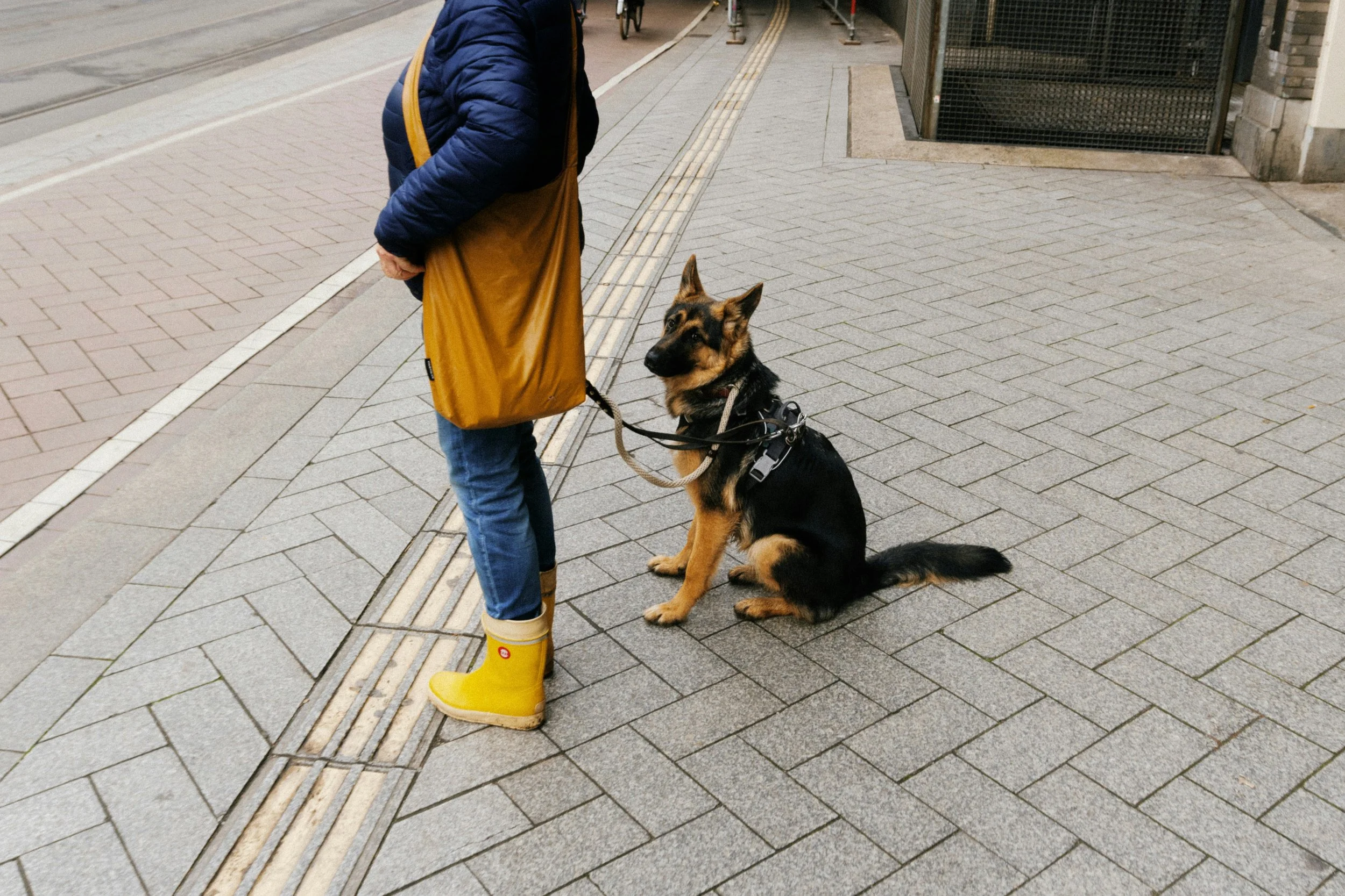 Les chiens réactifs sont-ils bienvenus?