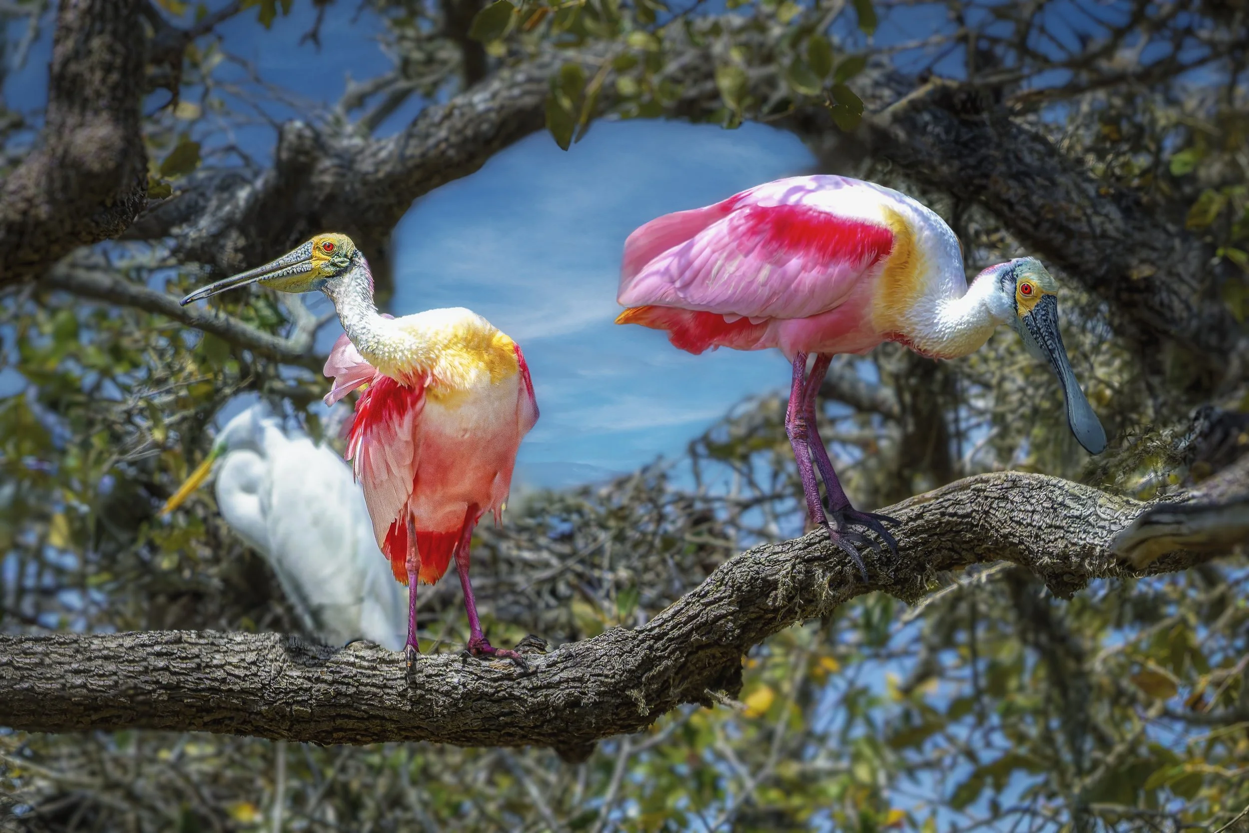 Roseate Spoonbills and Egret