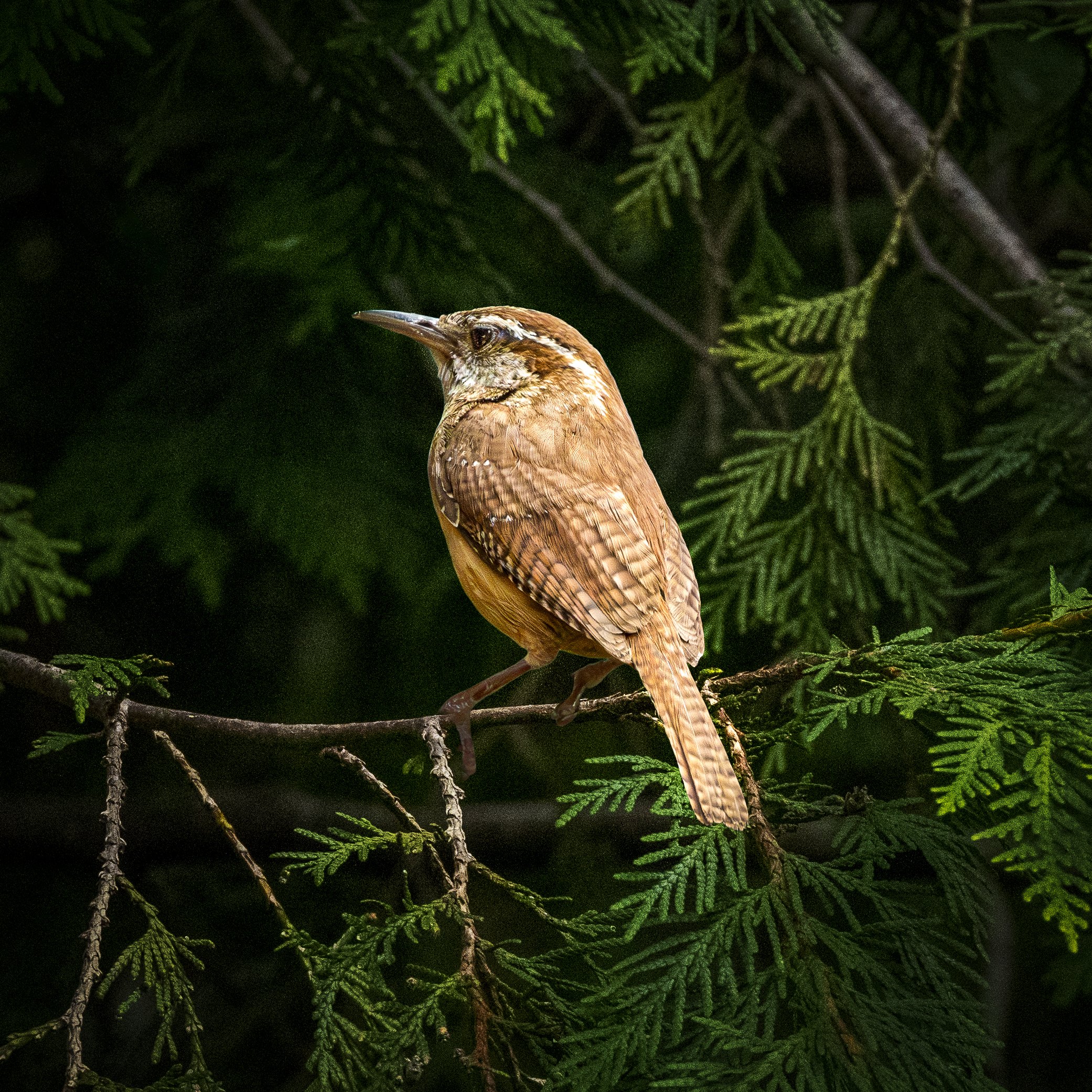 Carolina Wren