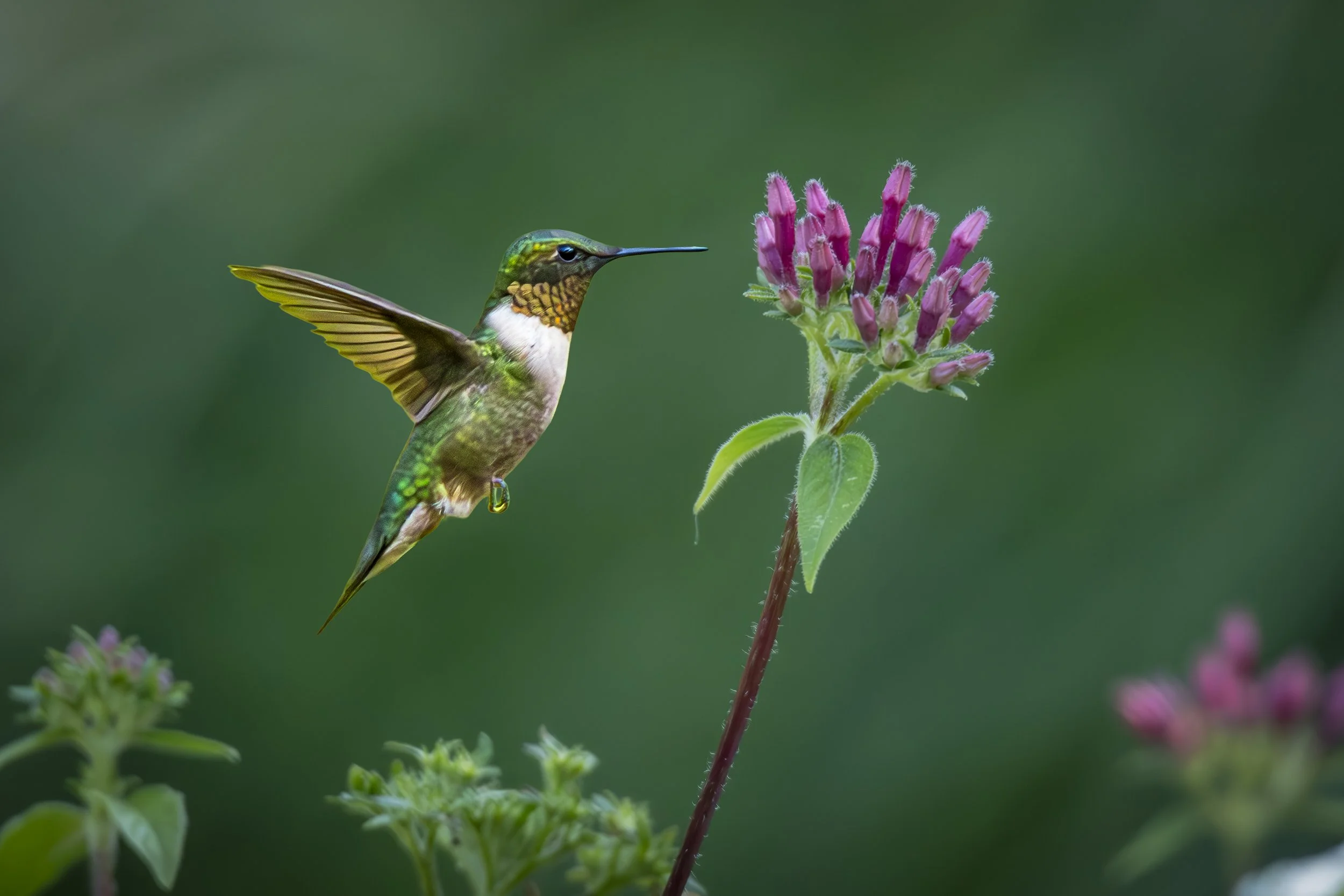 Hummingbird Landscape