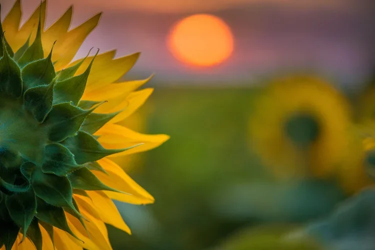 Sunflower+Dawn-.webp