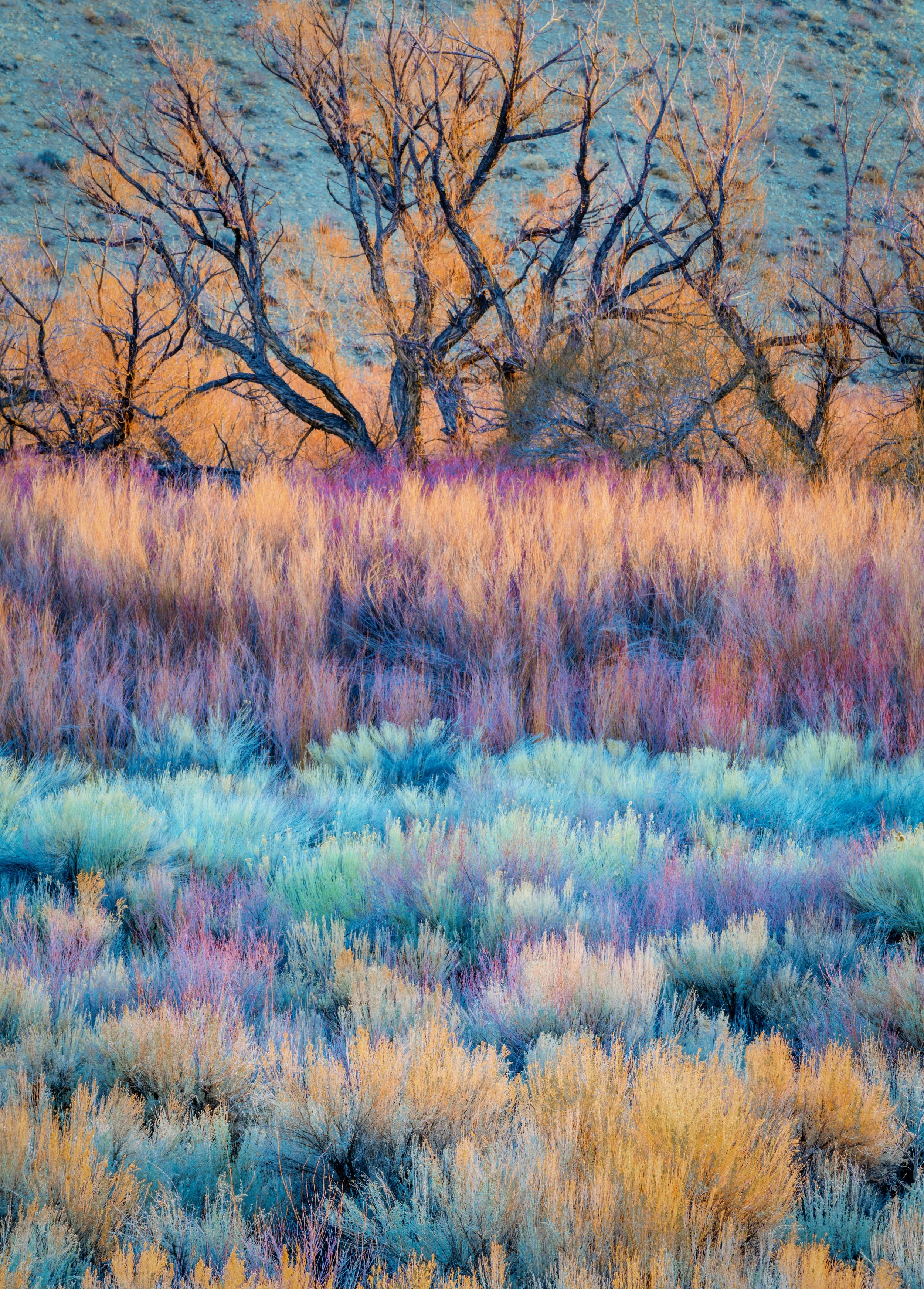 Desert Colors