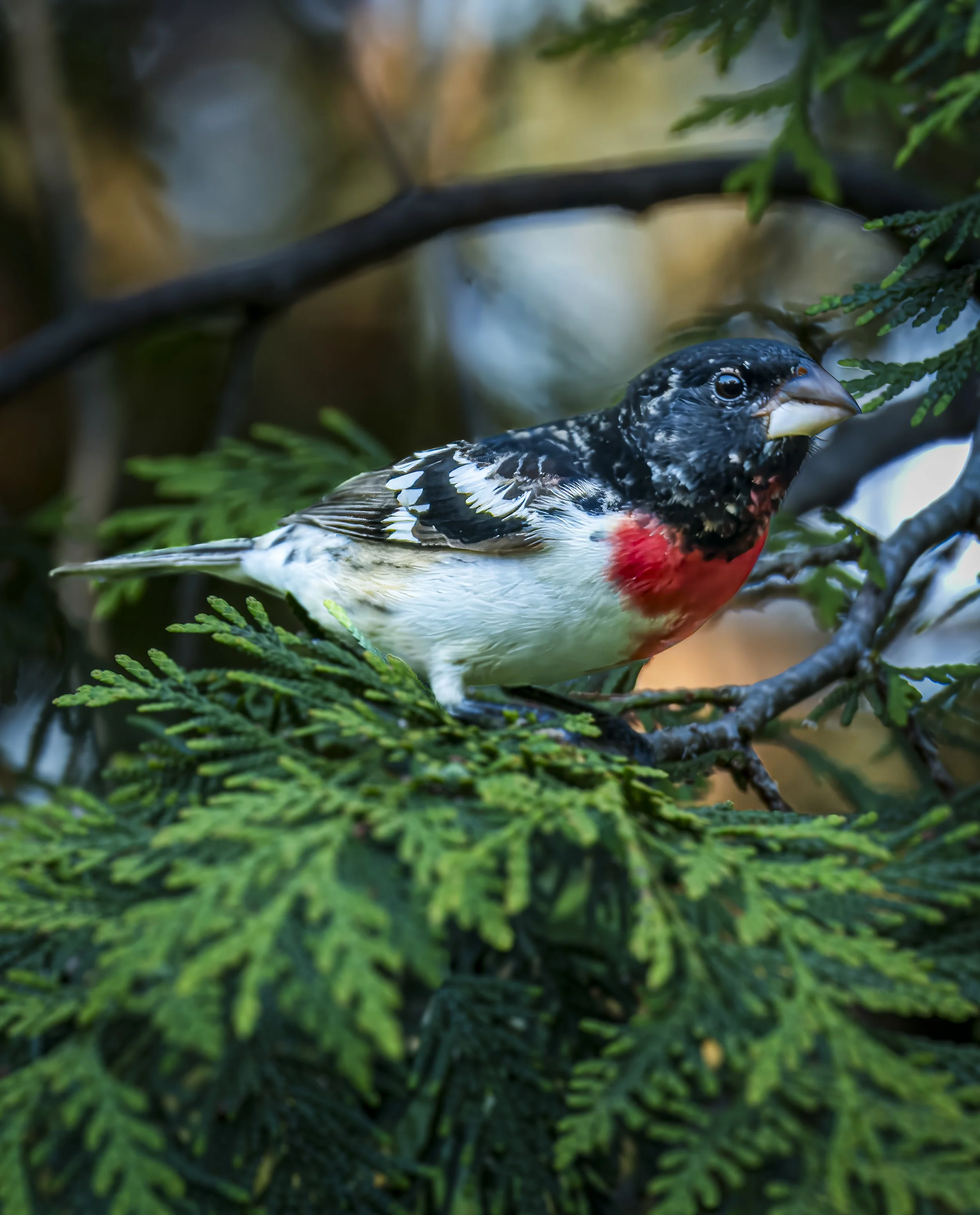Rose Breasted Grosbeak