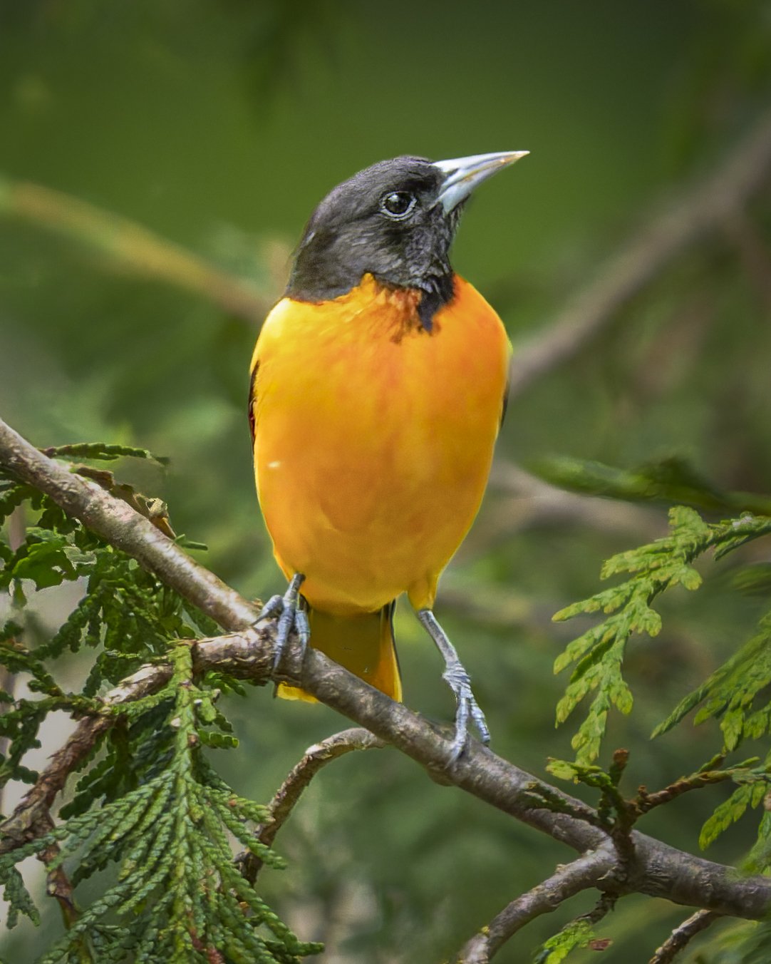 Baltimore Oriole Looking Right