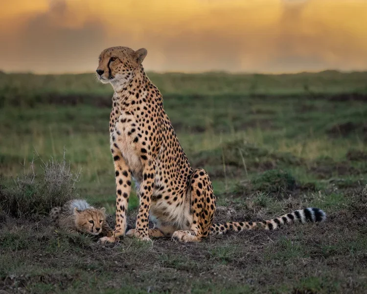 Cheetahs+on+the+lookout-.webp