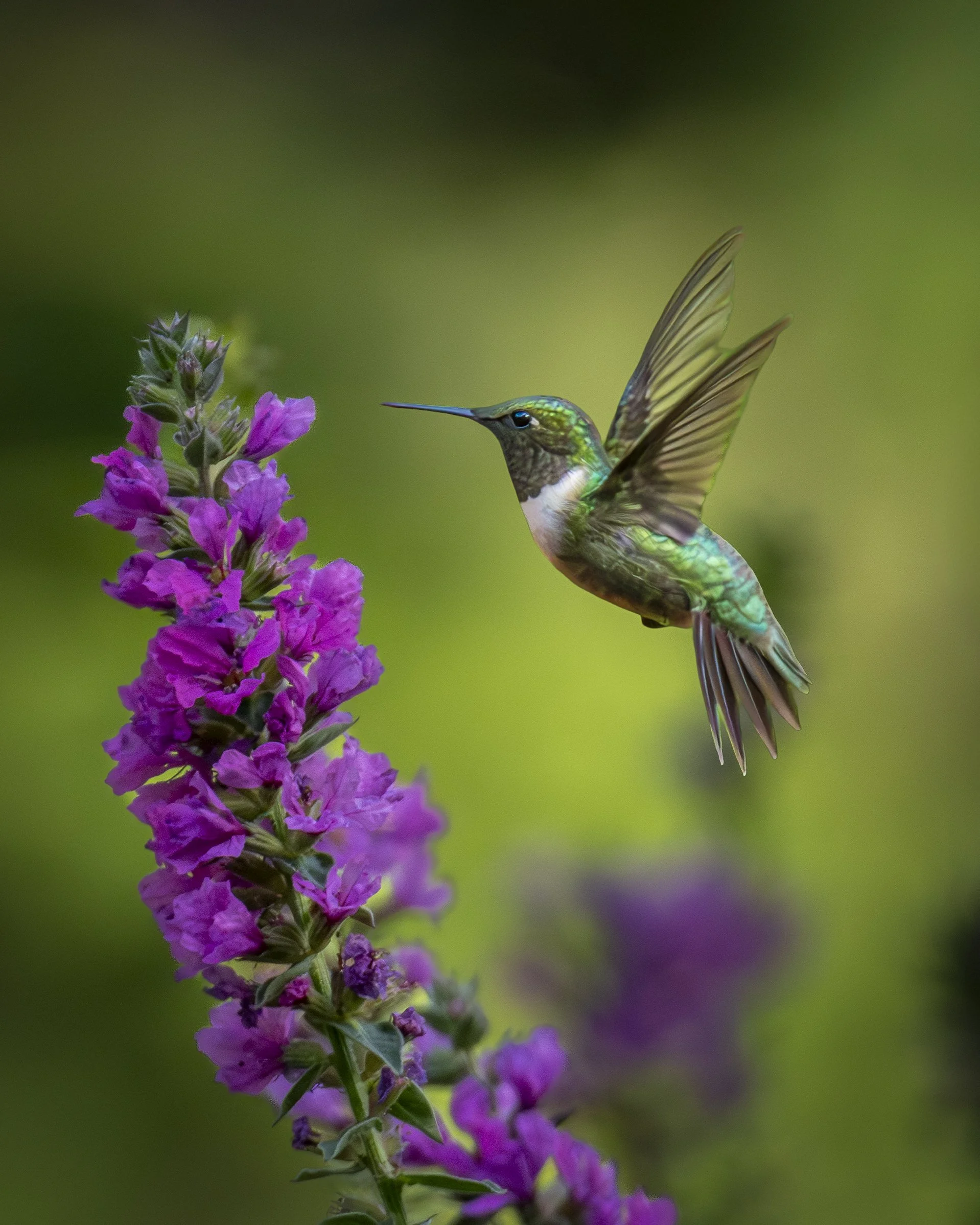 Hummingbird Tall Flower
