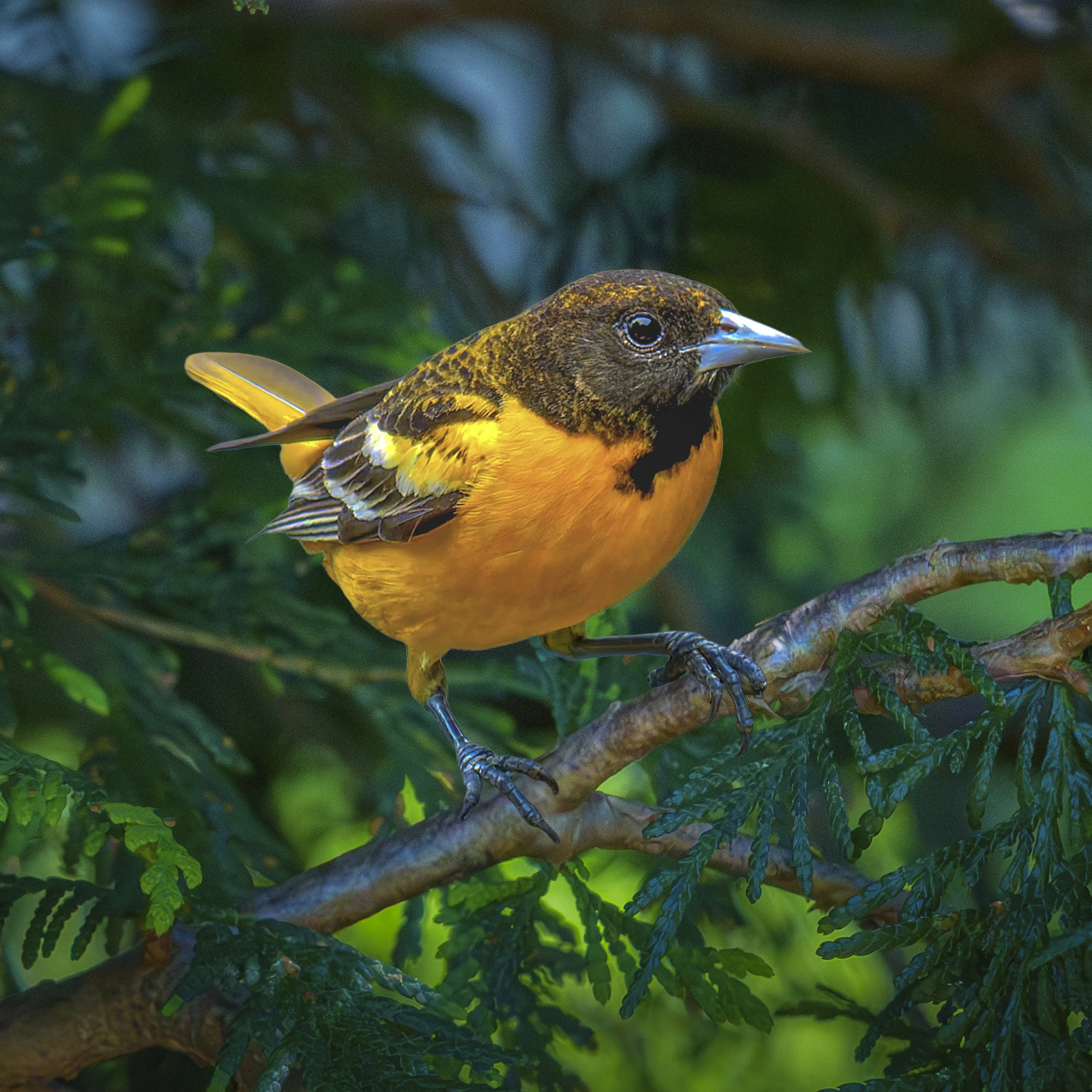 Baltimore Oriole on Branch